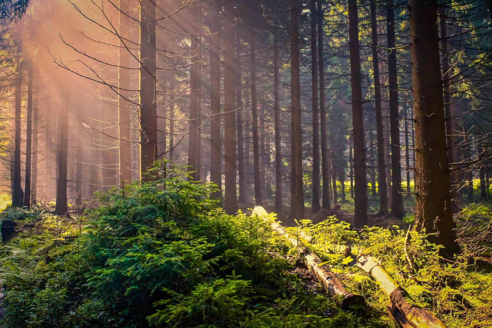 Canon EOS 100D (EOS Rebel SL1 / EOS Kiss X7) sample photo. Sunrise, forest, fog photography