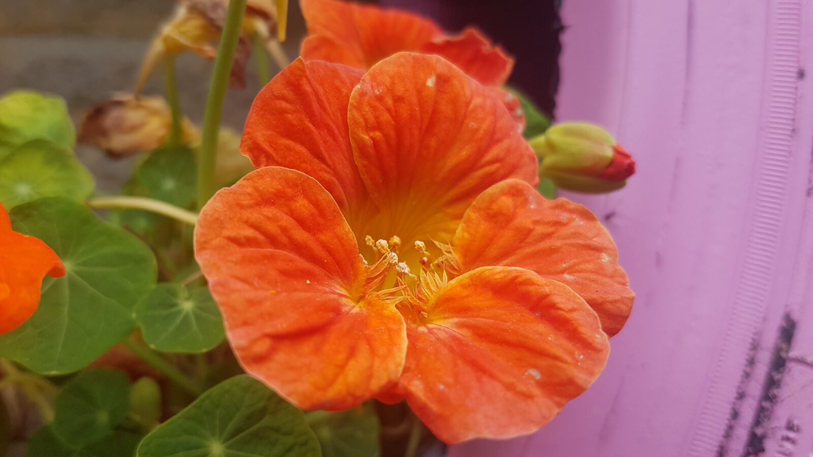 Samsung Galaxy S7 sample photo. Orange flower, wild flower photography
