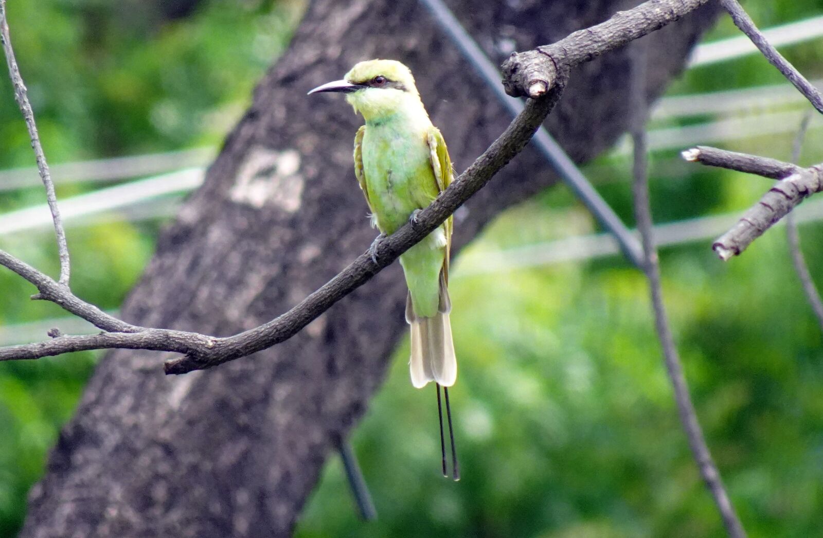 Sony DSC-WX800 sample photo. Bird, green, bee-eater photography