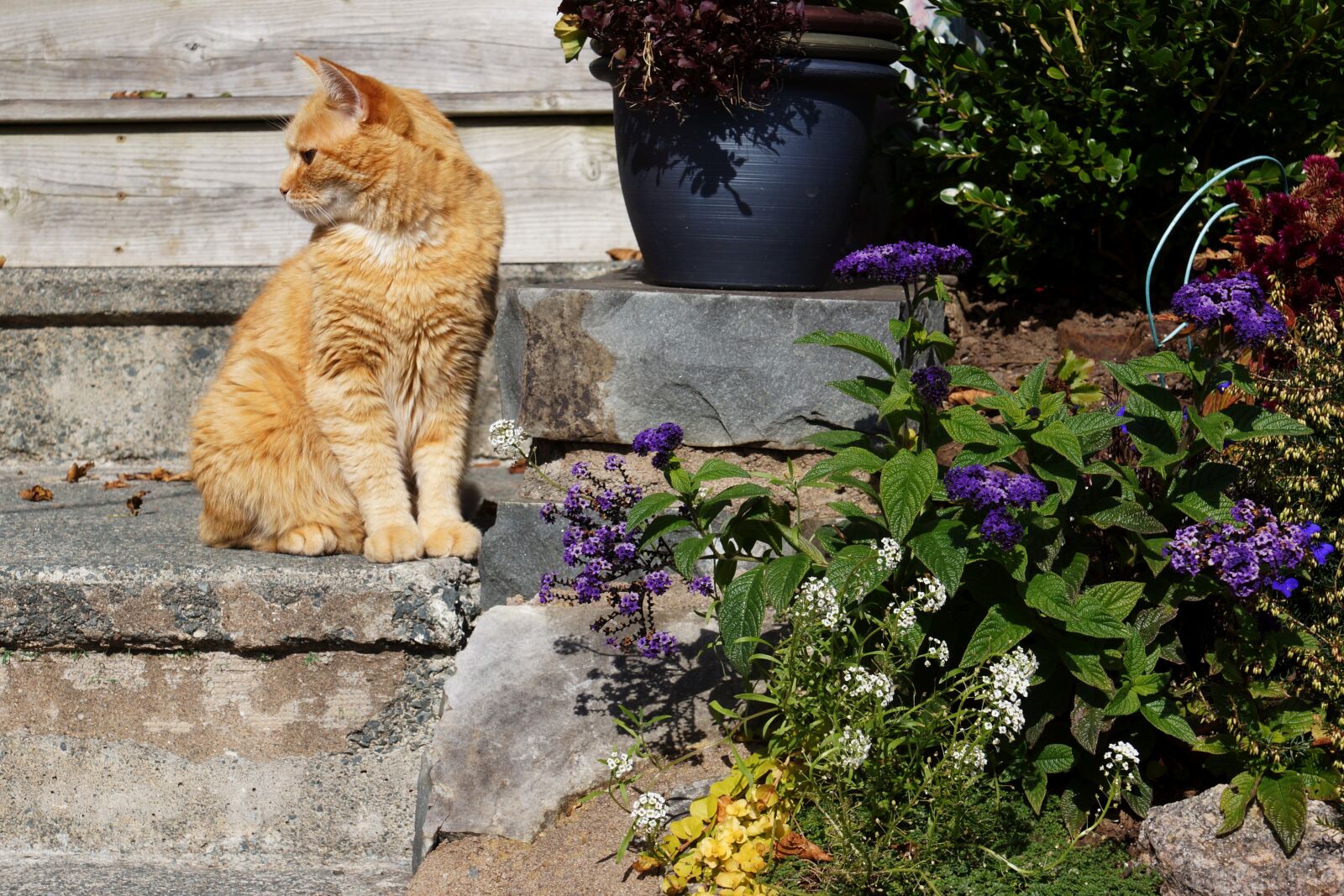 Sony DT 16-105mm F3.5-5.6 sample photo. Orange cat, outdoor, kitty photography
