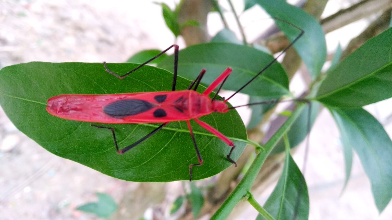 Xiaomi Redmi Note 5 sample photo. Beautiful ant, behind the photography