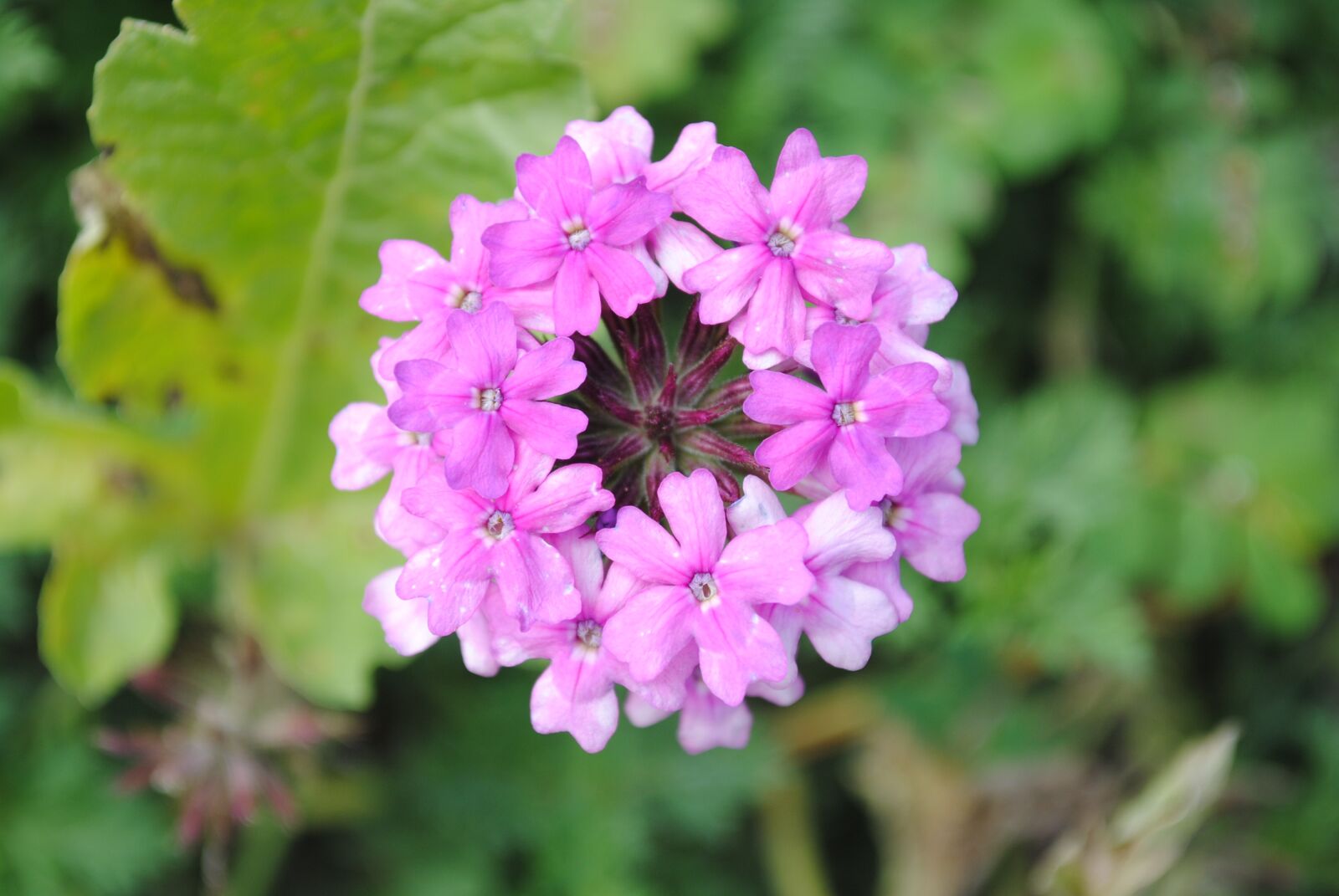 Nikon D3000 sample photo. Purple flower, small flower photography