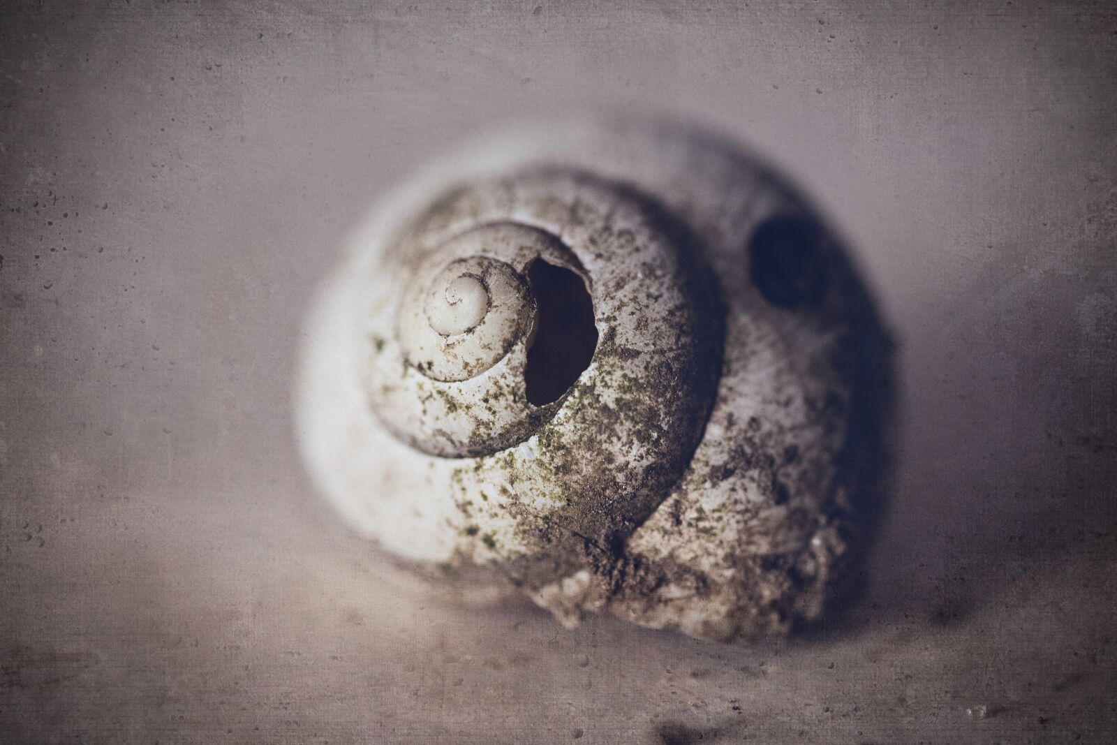 Nikon D750 sample photo. Snail shell, dirt, dirty photography