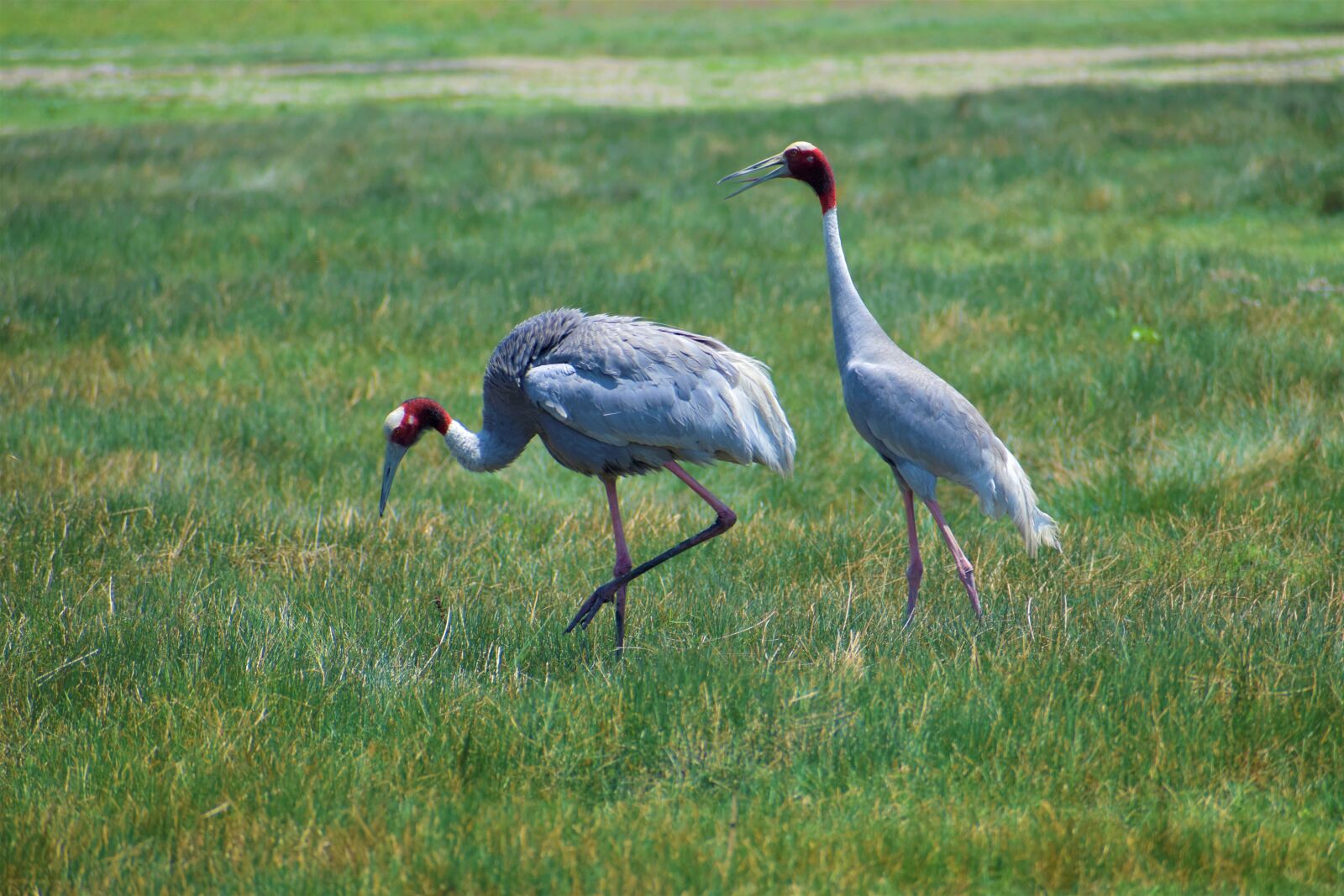 Nikon D5600 sample photo. Nature, bird, animal photography