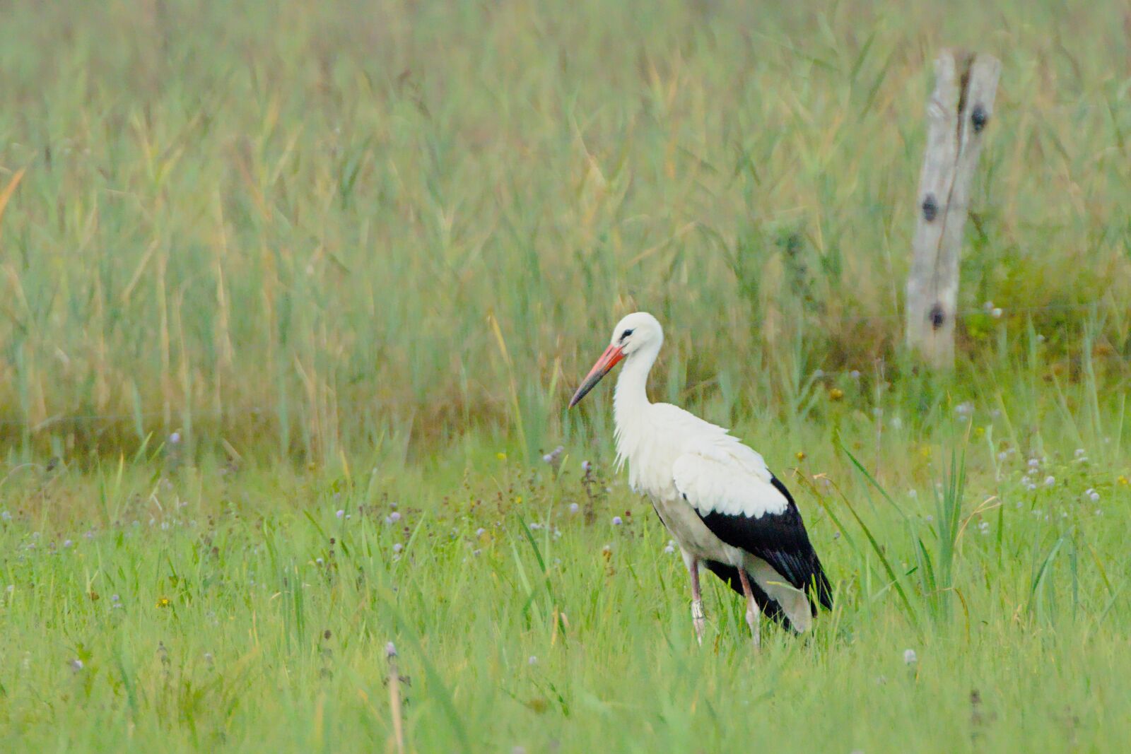 Canon EF 100-400mm F4.5-5.6L IS II USM sample photo. Stork, white stork, bird photography