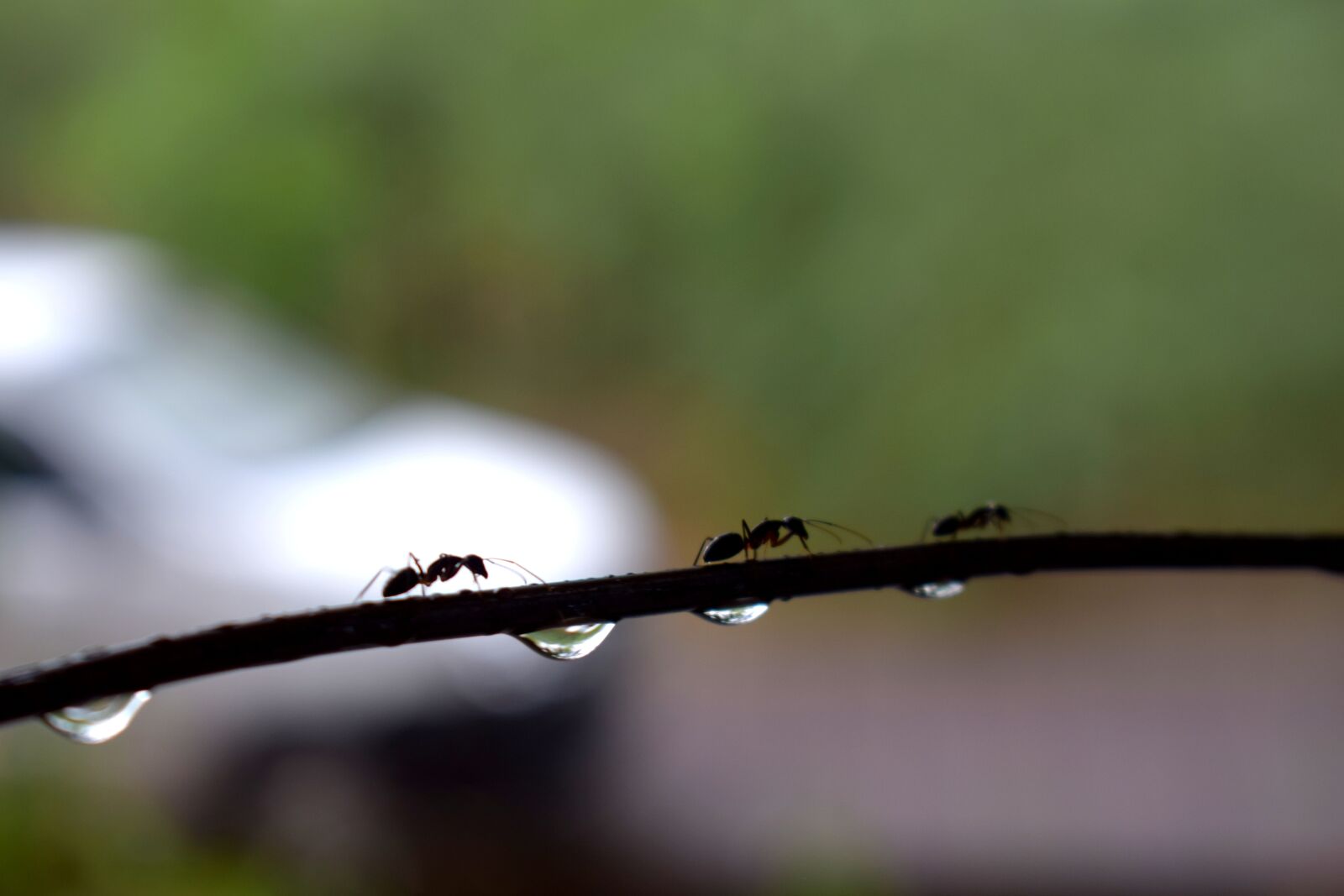 Nikon D3300 sample photo. Water, droplets, drop photography