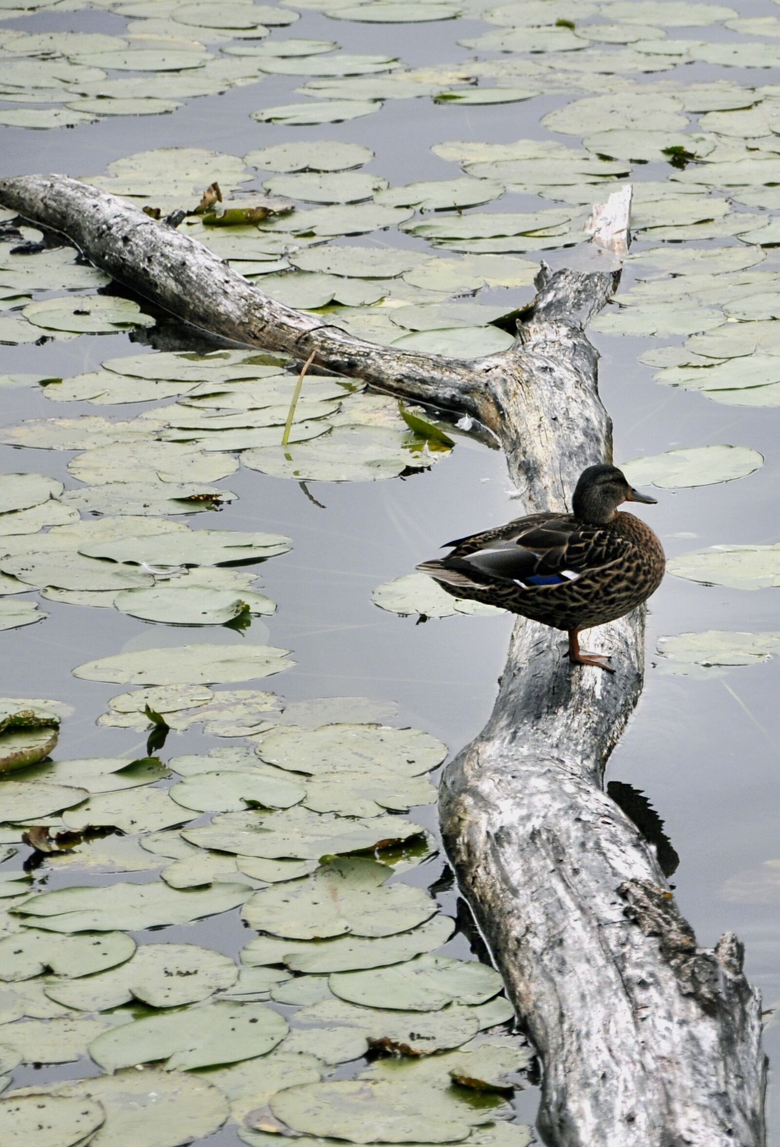 Nikon D5000 sample photo. Duck, water, bird photography