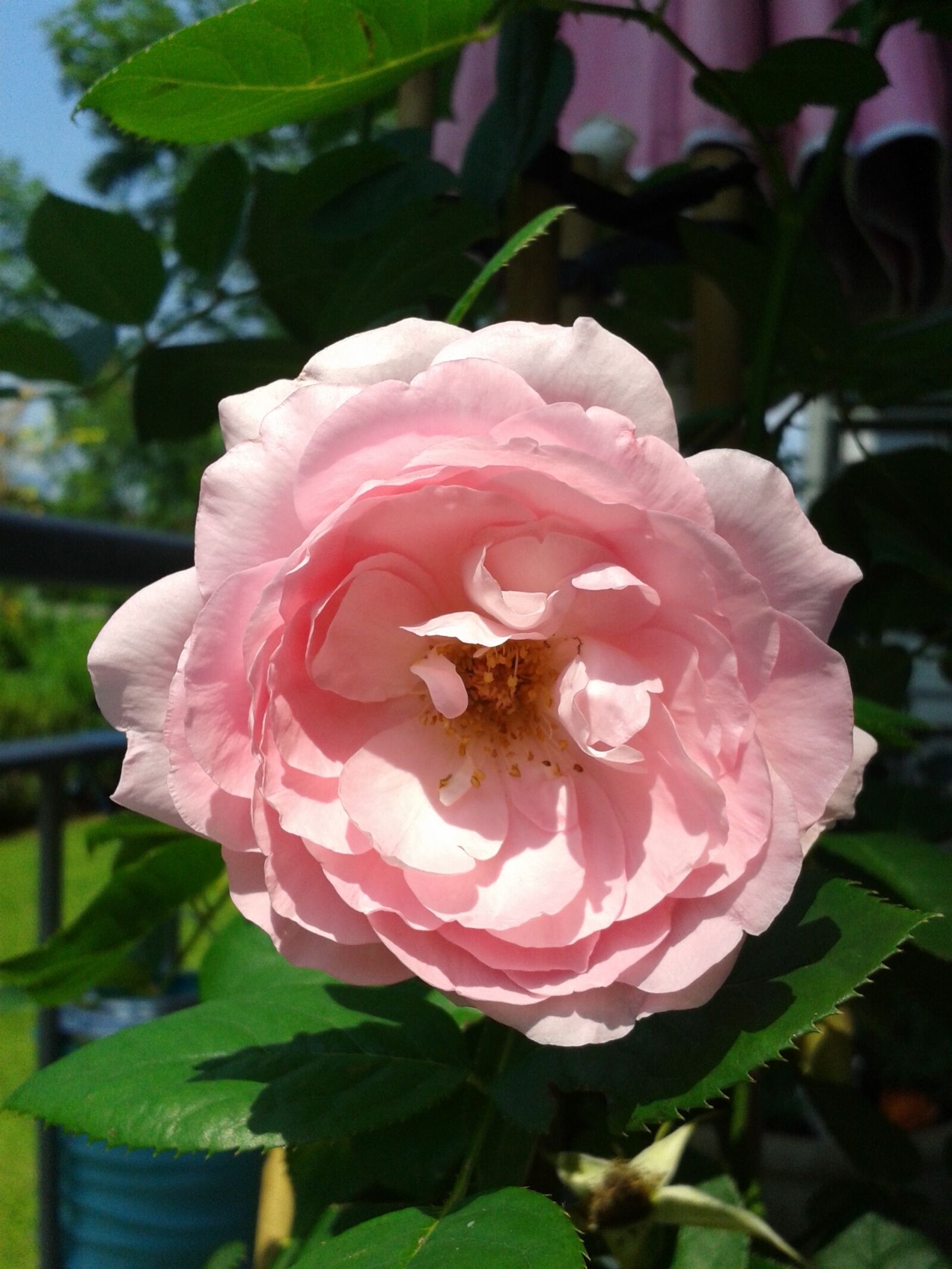 Samsung Galaxy S DUOS sample photo. Flower, rose, valentine photography