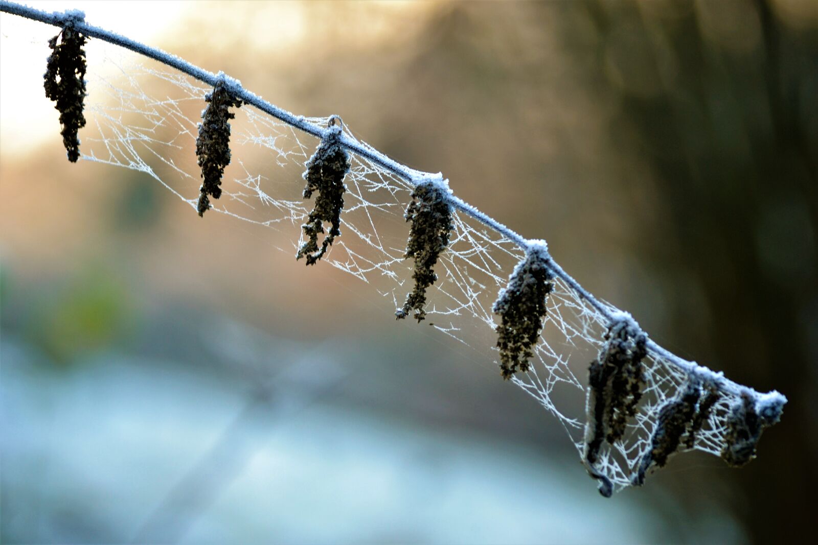 Nikon D3100 sample photo. Branch, close, up, view photography