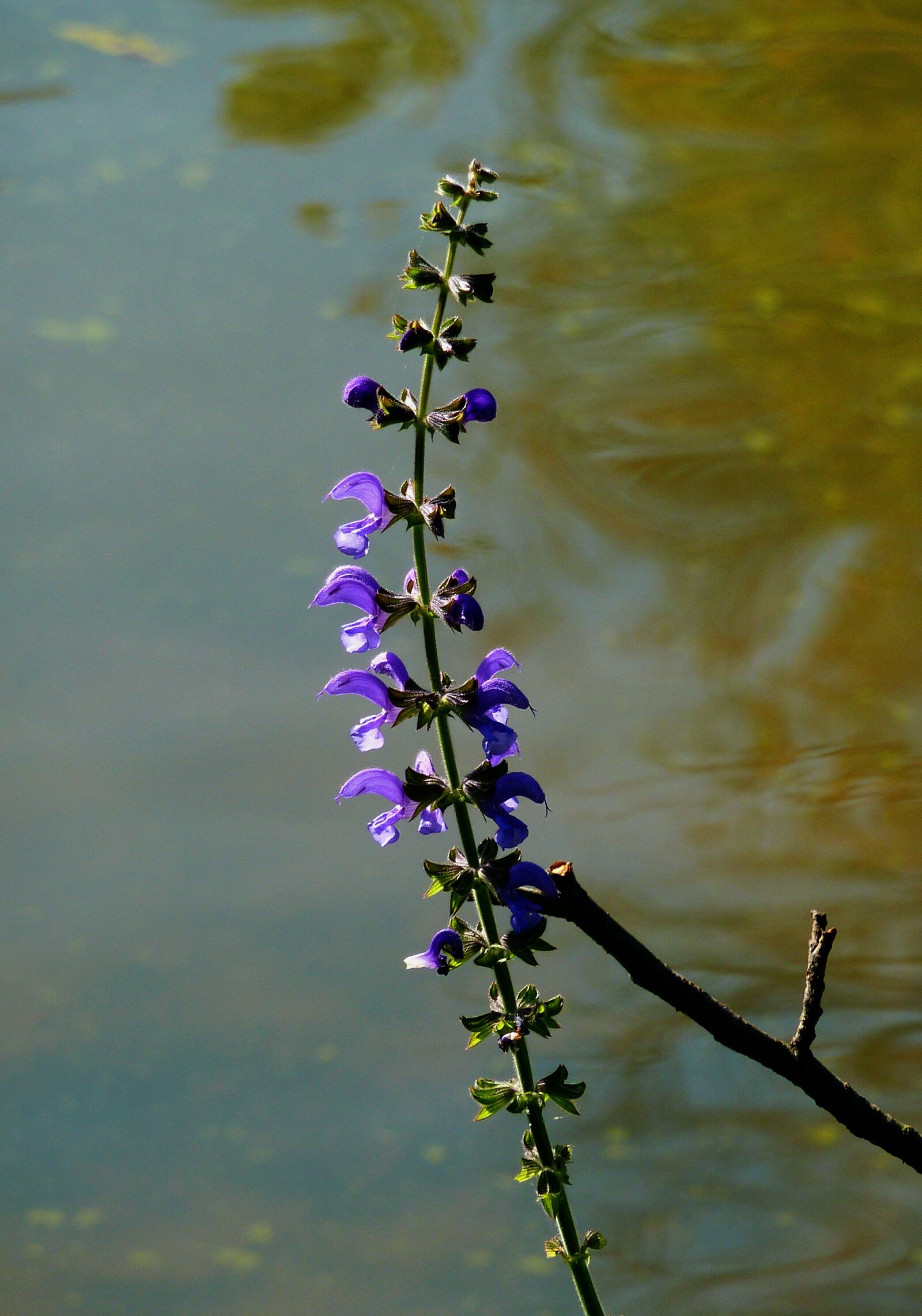 Panasonic DMC-TZ7 sample photo. Flower, blossom, bloom photography
