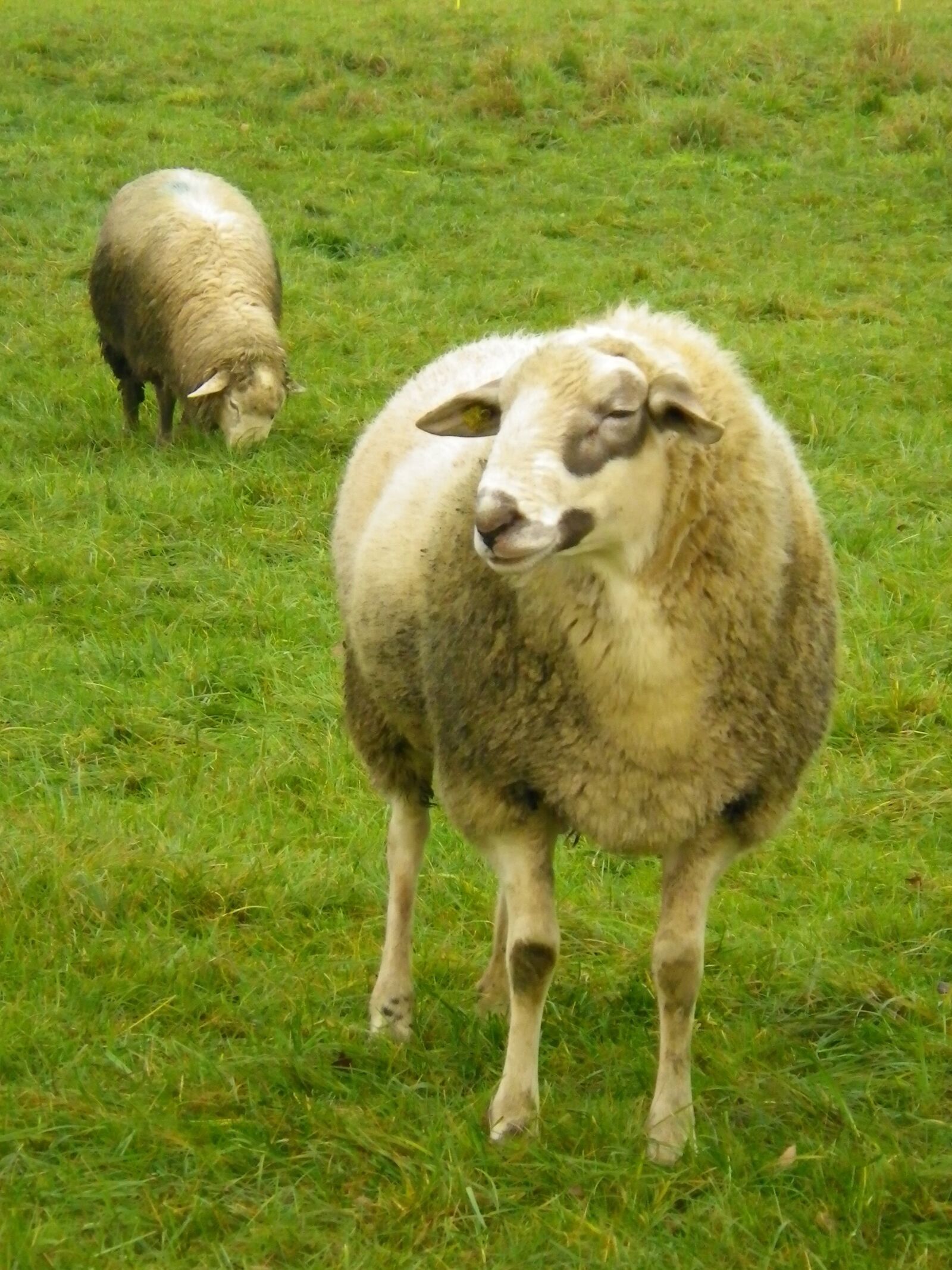 Pentax Optio W90 sample photo. Sheep, meadow, pasture photography