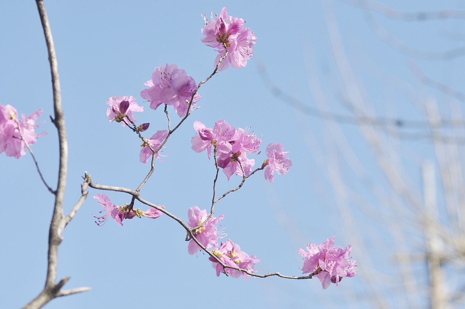 Nikon D90 sample photo. Korean rosebay, flowers, spring photography