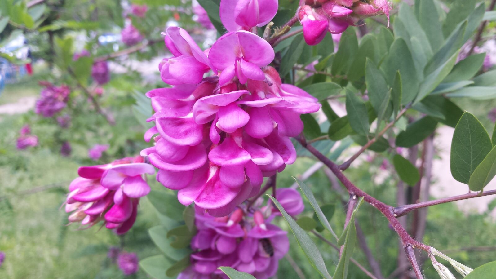 Samsung Galaxy S4 sample photo. Flower, tree, bush photography