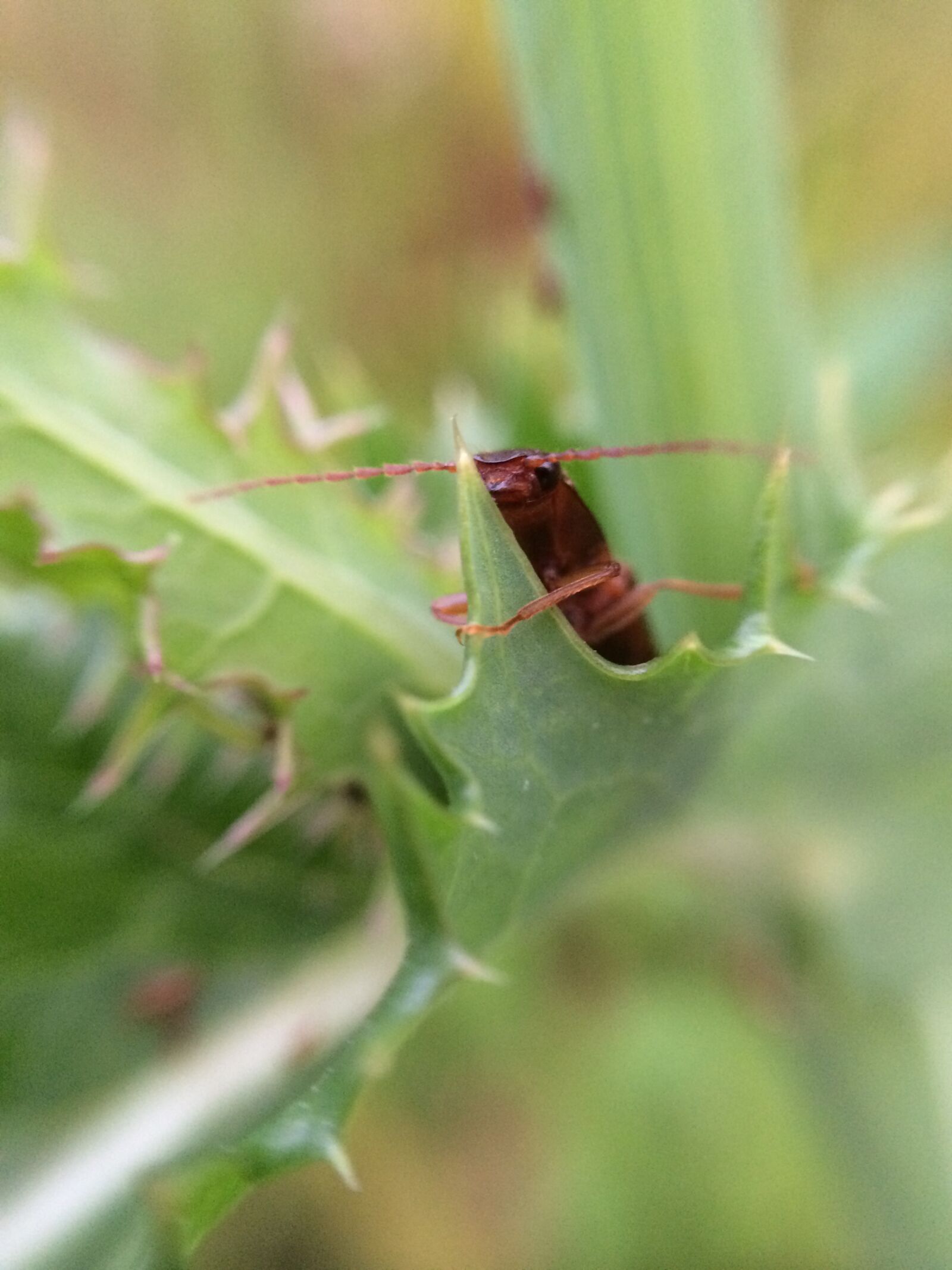 Apple iPhone 5s sample photo. Bug, insect, hug photography