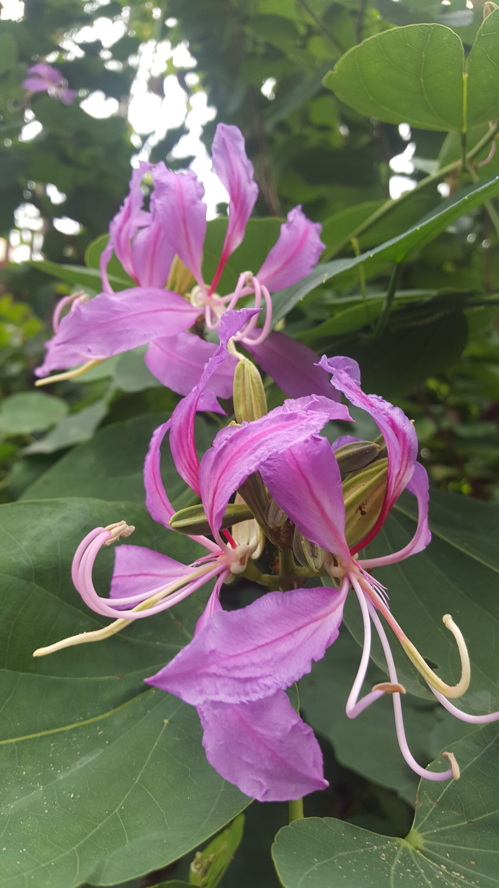 Samsung GALAXY S6 edge sample photo. Flower, nature, pink photography
