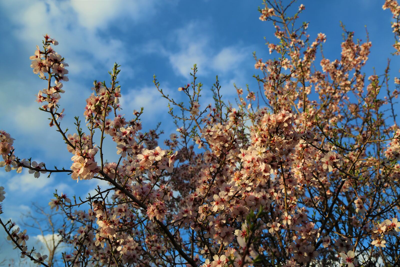 Canon EF 24-105mm F4L IS USM sample photo. Tree, almond, nature photography