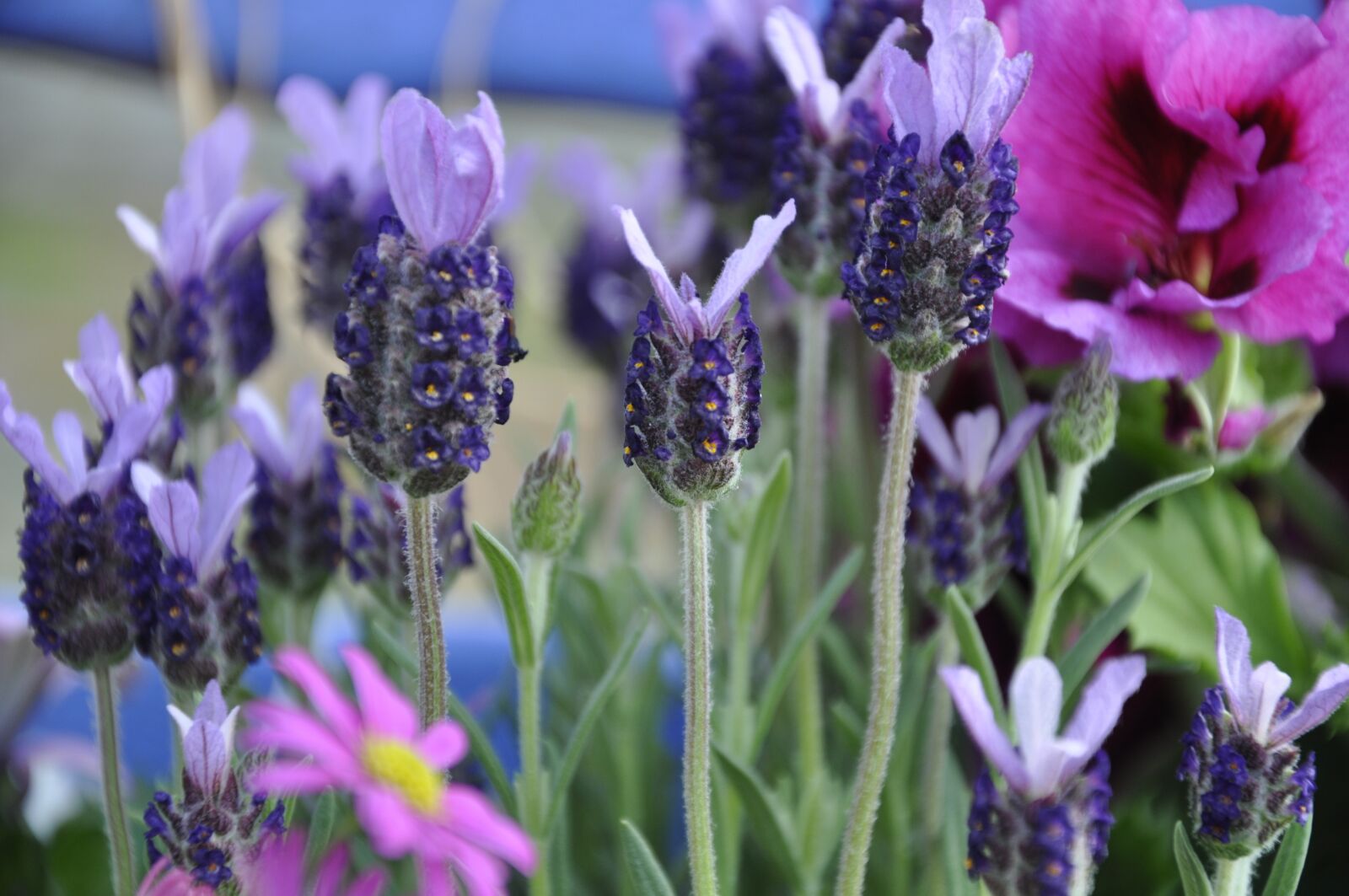 Nikon D5000 sample photo. Lavender, flowers, purple photography