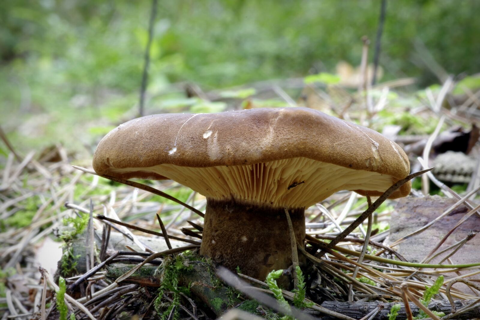 Pentax K-S2 sample photo. Mushroom, plaques, brown photography