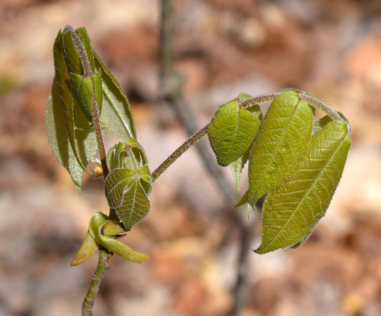 Nikon D3300 sample photo. Sumac, tree, new leaves photography