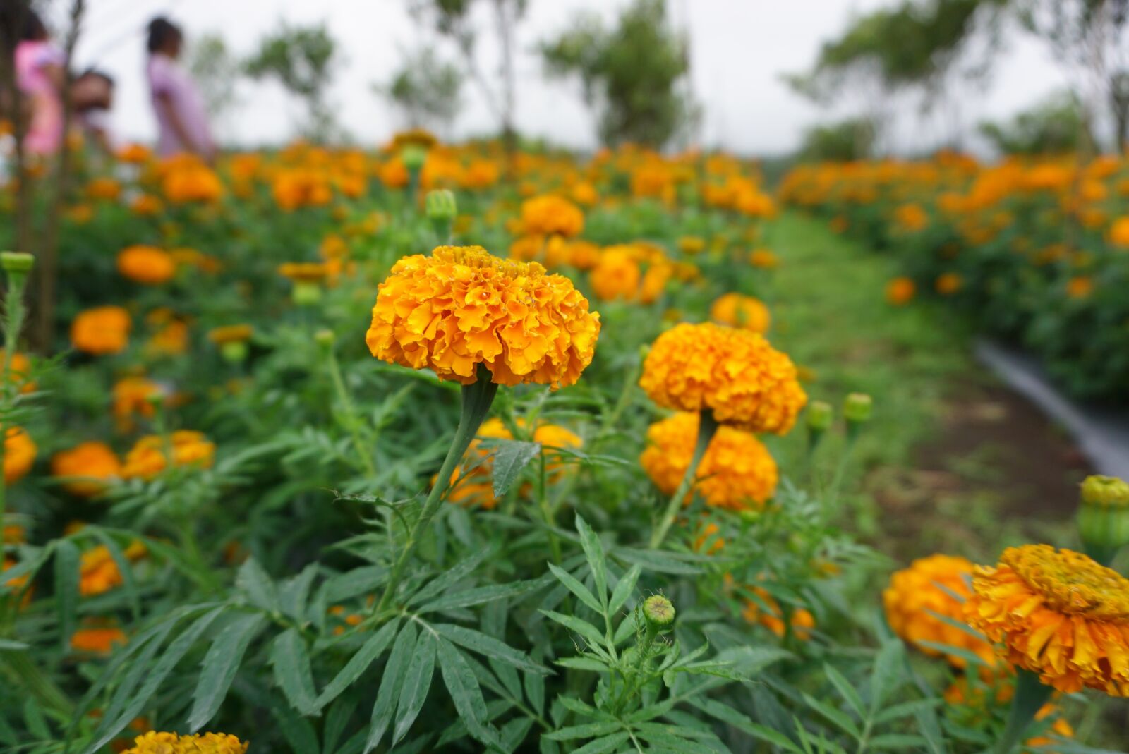Sony a6000 sample photo. Flower, tropical, yellow photography