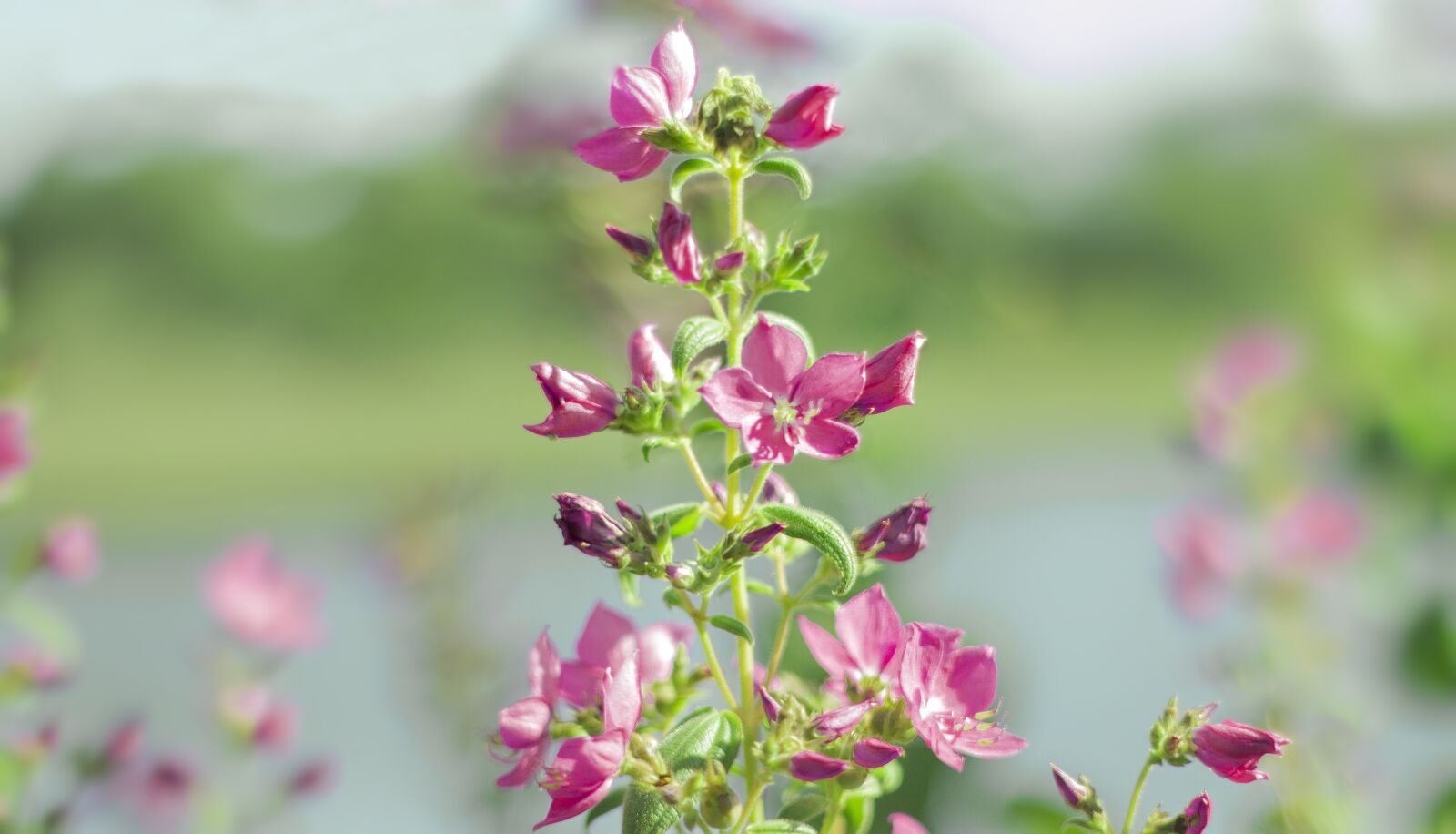 Canon EOS 650D (EOS Rebel T4i / EOS Kiss X6i) sample photo. Flowers, nature, pink photography