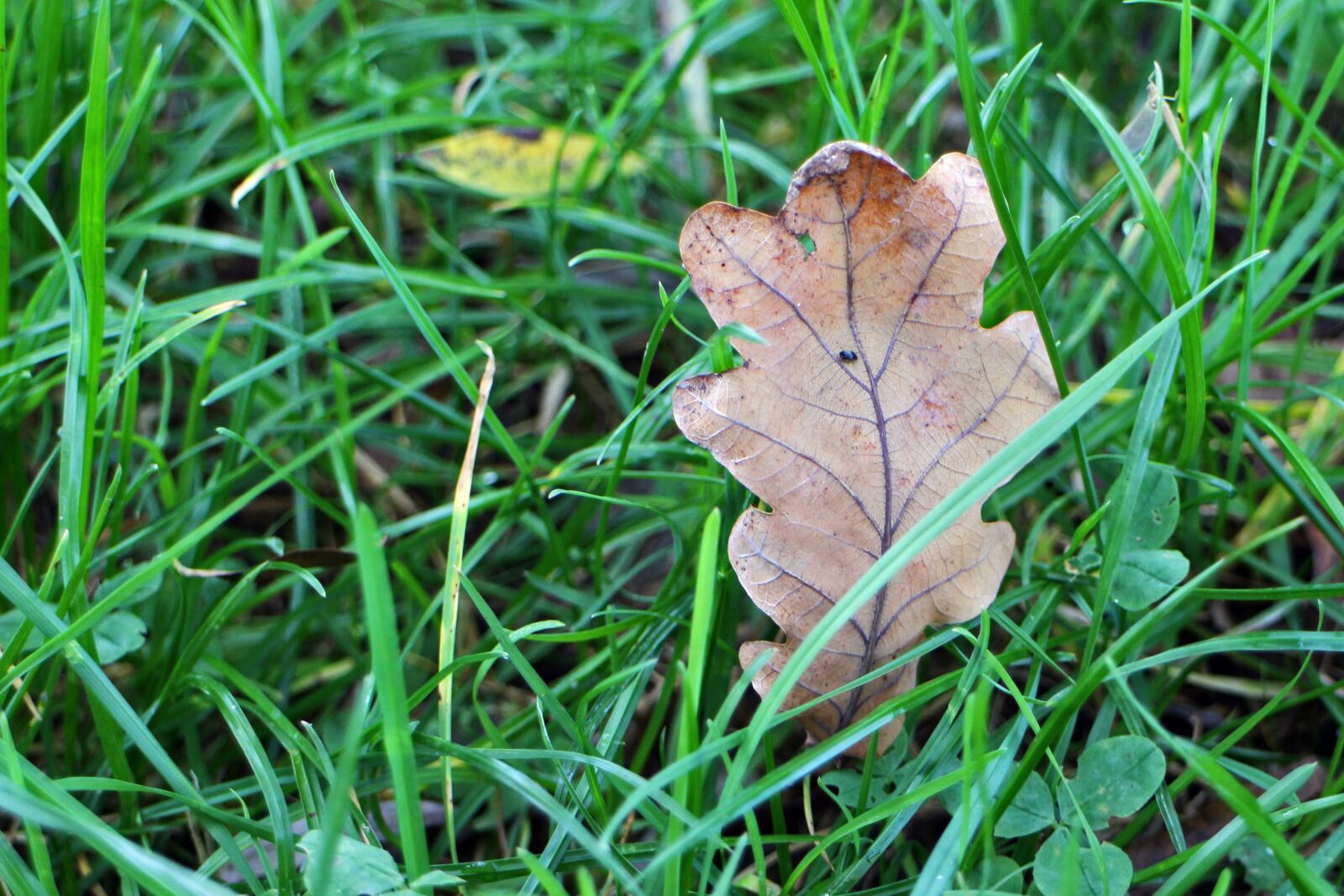 Canon EOS M sample photo. Leaves, foliage leaf, autumn photography