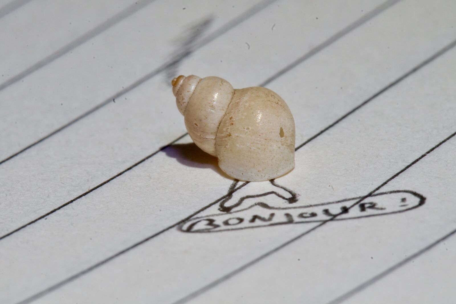 Sony a6000 sample photo. Snail, slakhuis, notebook photography