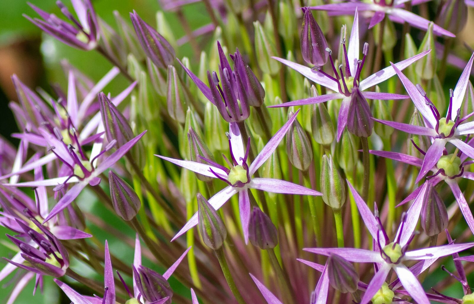 Nikon D7100 sample photo. Flower, summer, garden photography