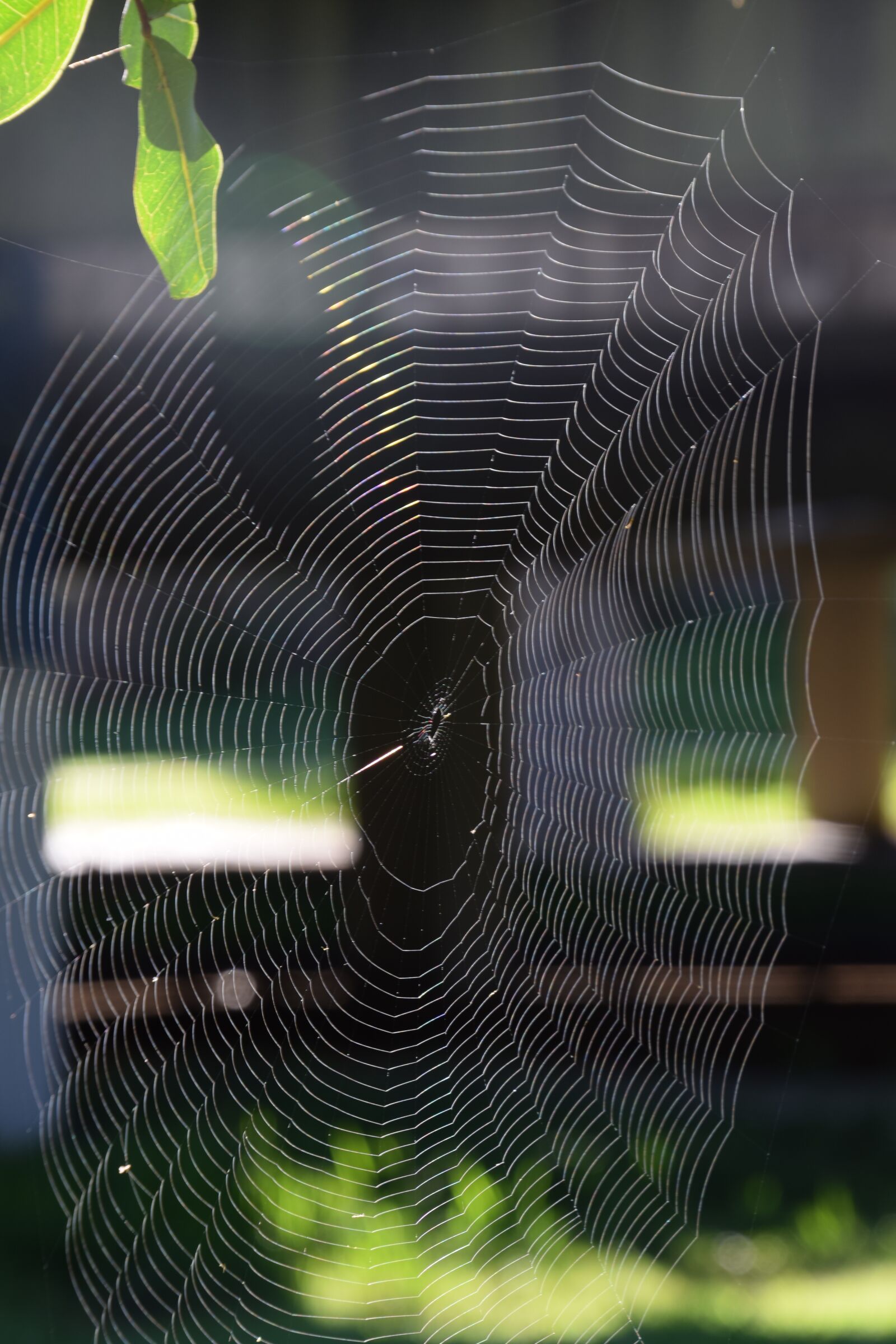 Nikon D5300 sample photo. Spider web, prey, trap photography