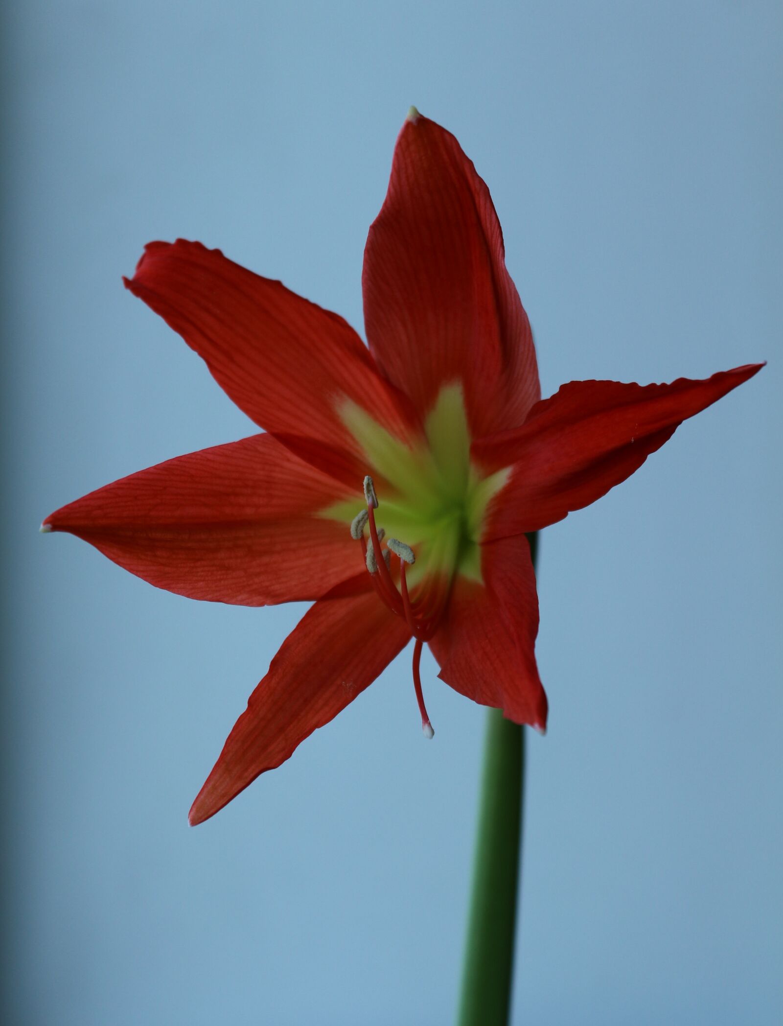 Canon EOS 650D (EOS Rebel T4i / EOS Kiss X6i) sample photo. Lily, indoor plant, in photography