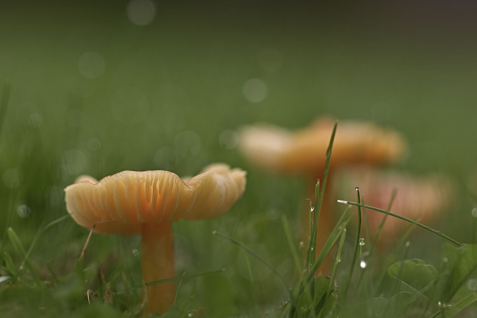 Nikon D5200 sample photo. Mushrooms, lamellar, meadow photography