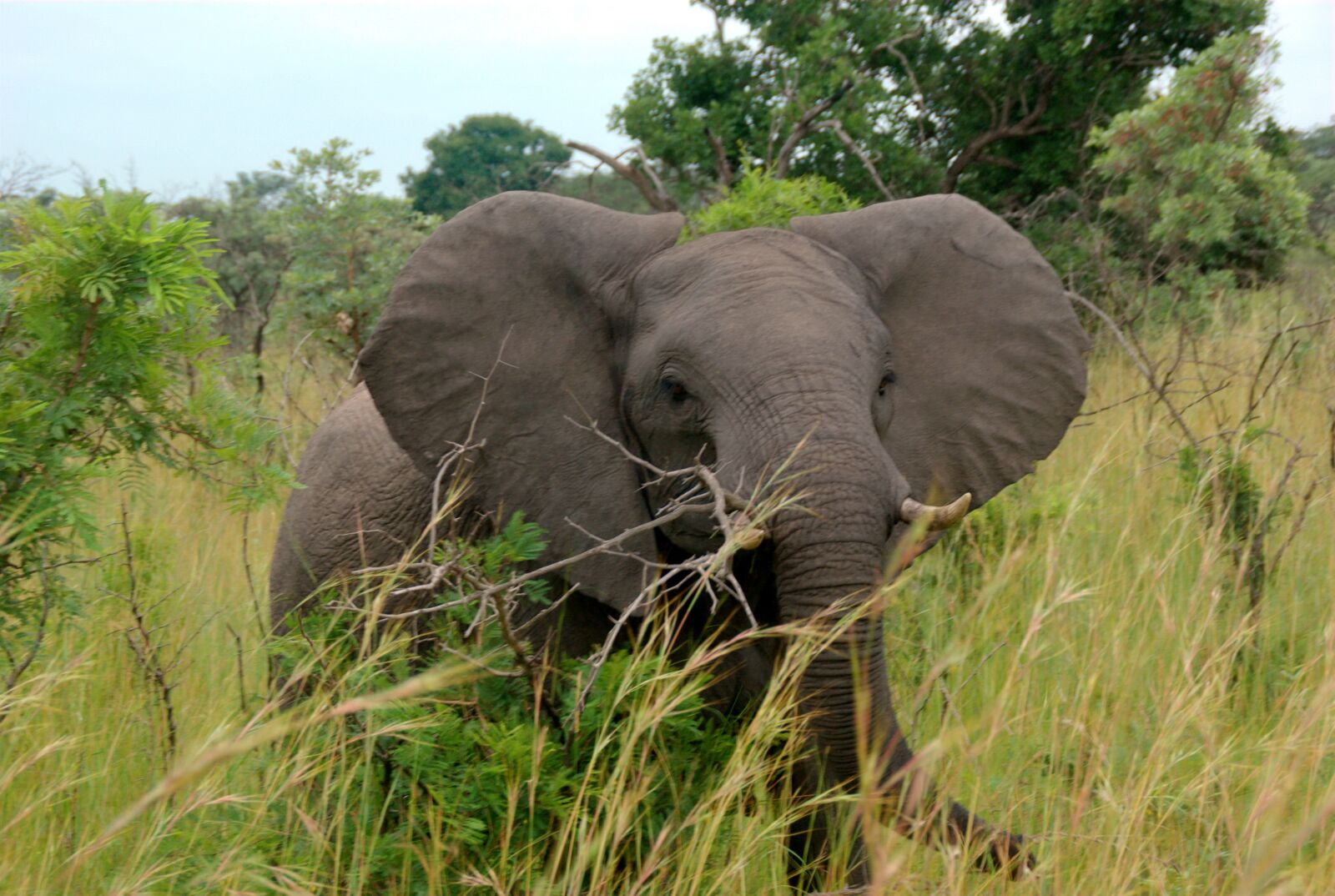 Pentax K200D sample photo. South africa, elephant, park photography