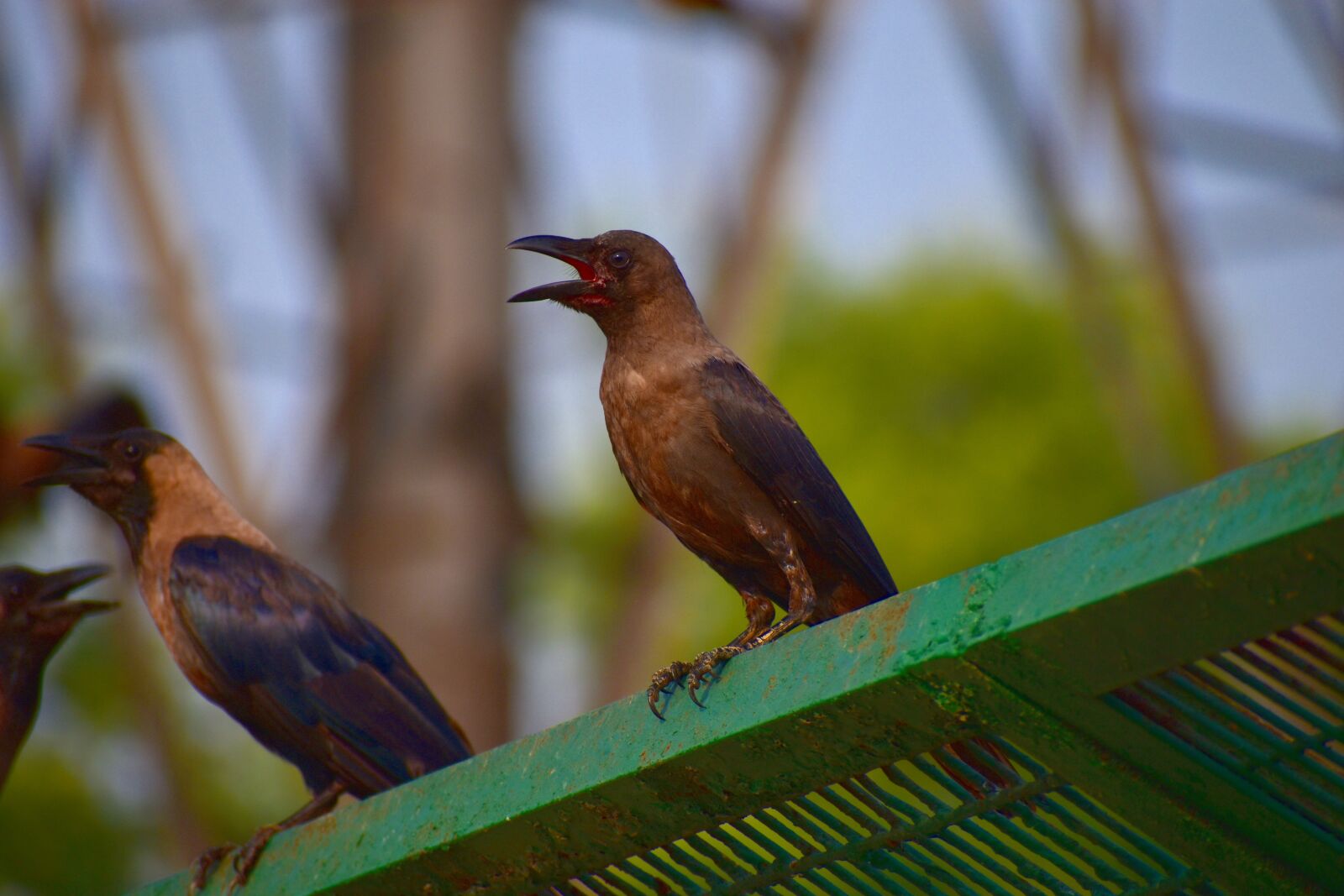 Nikon D5600 sample photo. Grey-necked crow, house crow photography
