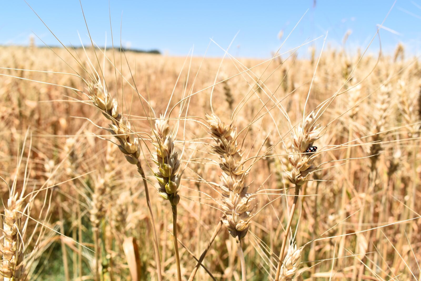 Nikon D5500 sample photo. Wheat, cereal, field photography