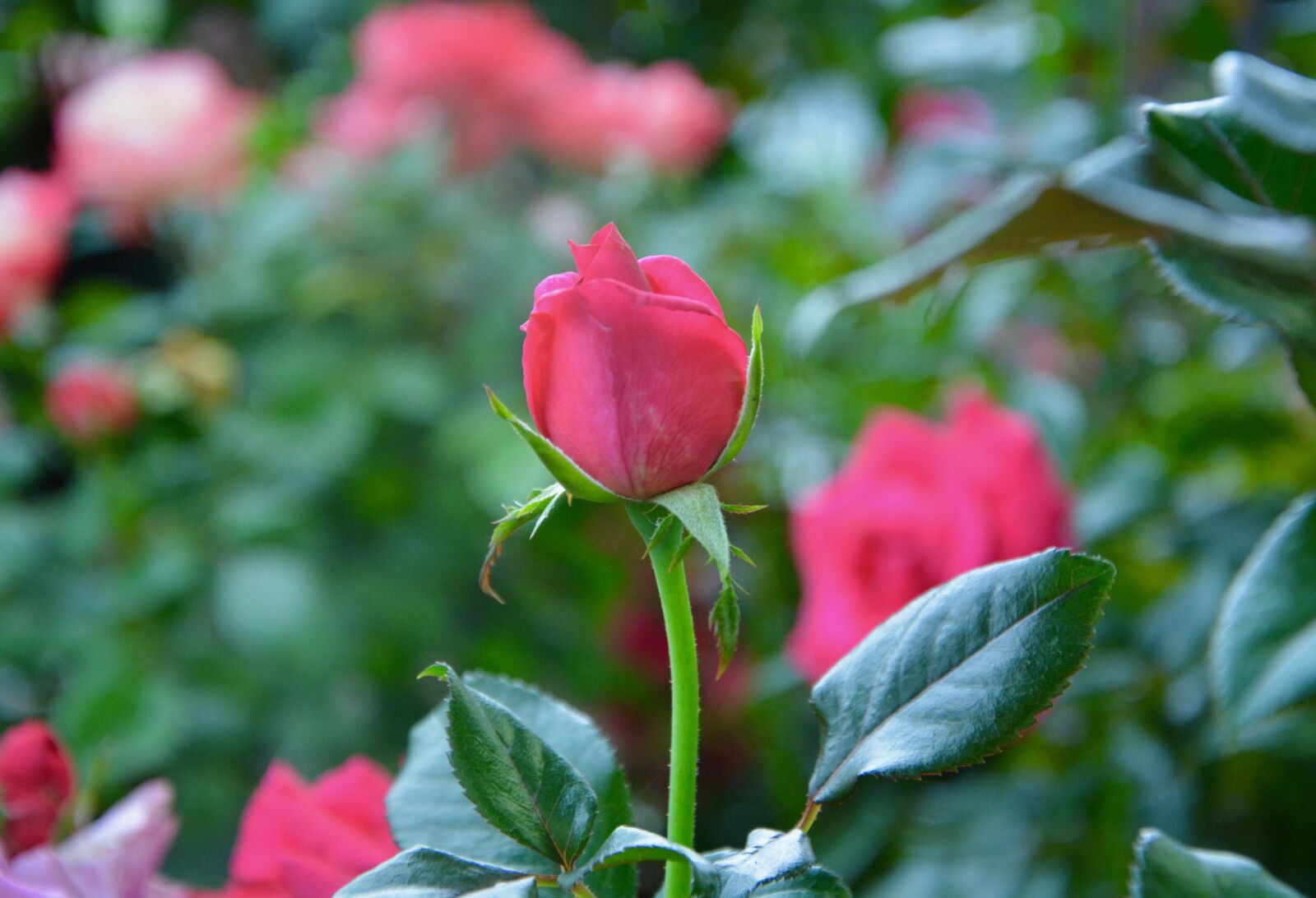 Nikon D5200 sample photo. Rosebush, pink, pink color photography