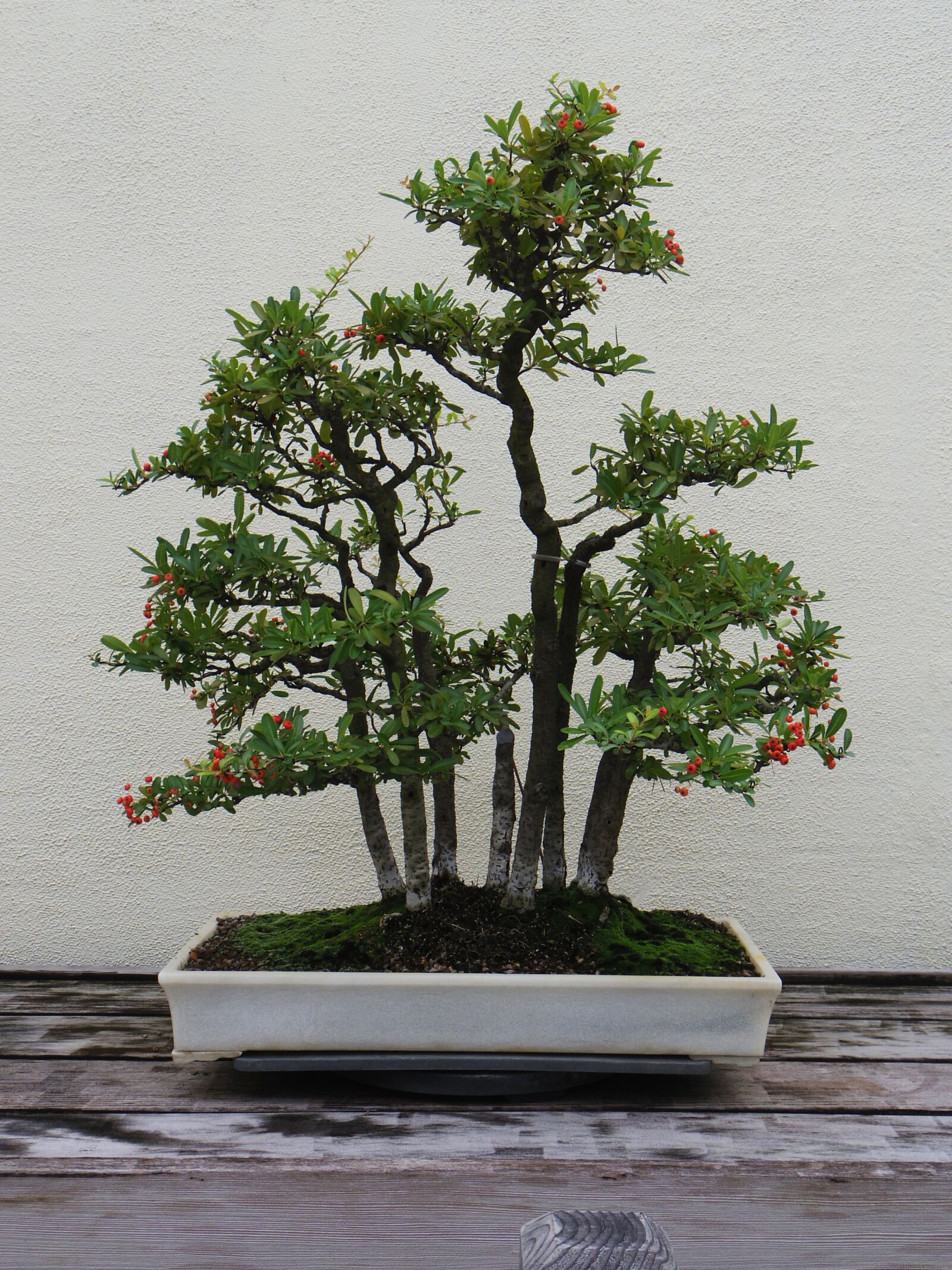 Pentax 02 Standard Zoom sample photo. Bonsai, tree, plant photography