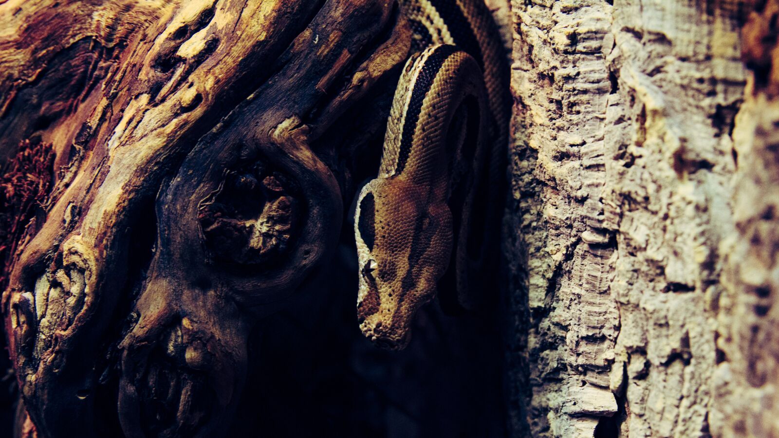 Canon EOS 650D (EOS Rebel T4i / EOS Kiss X6i) sample photo. Snake, aggressive, reptile photography