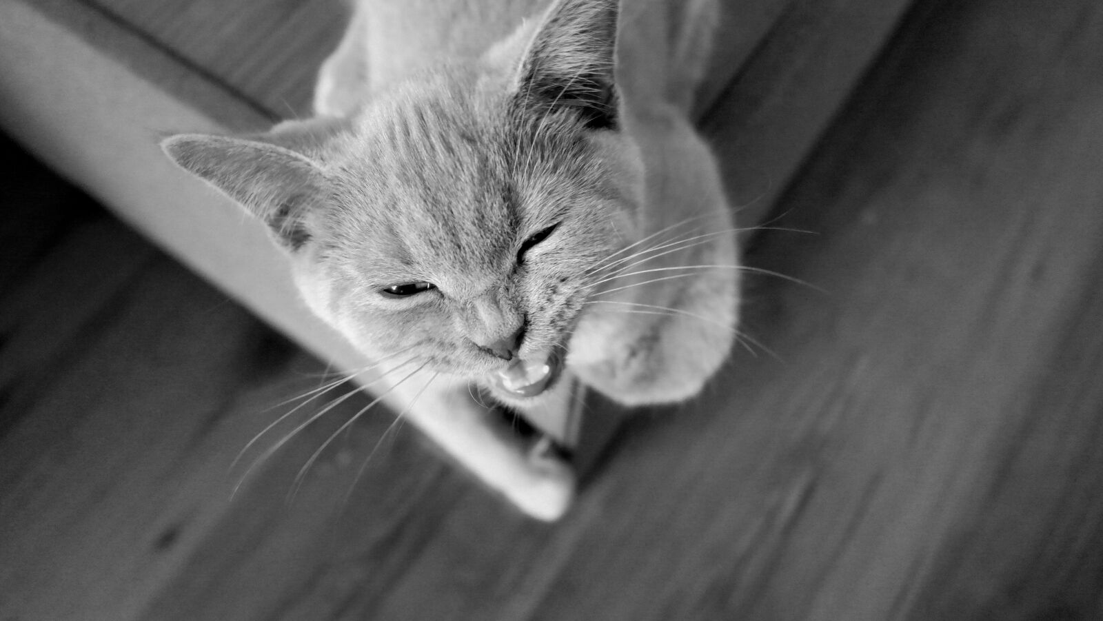 Samsung NX2000 sample photo. Cat, anger, animals photography