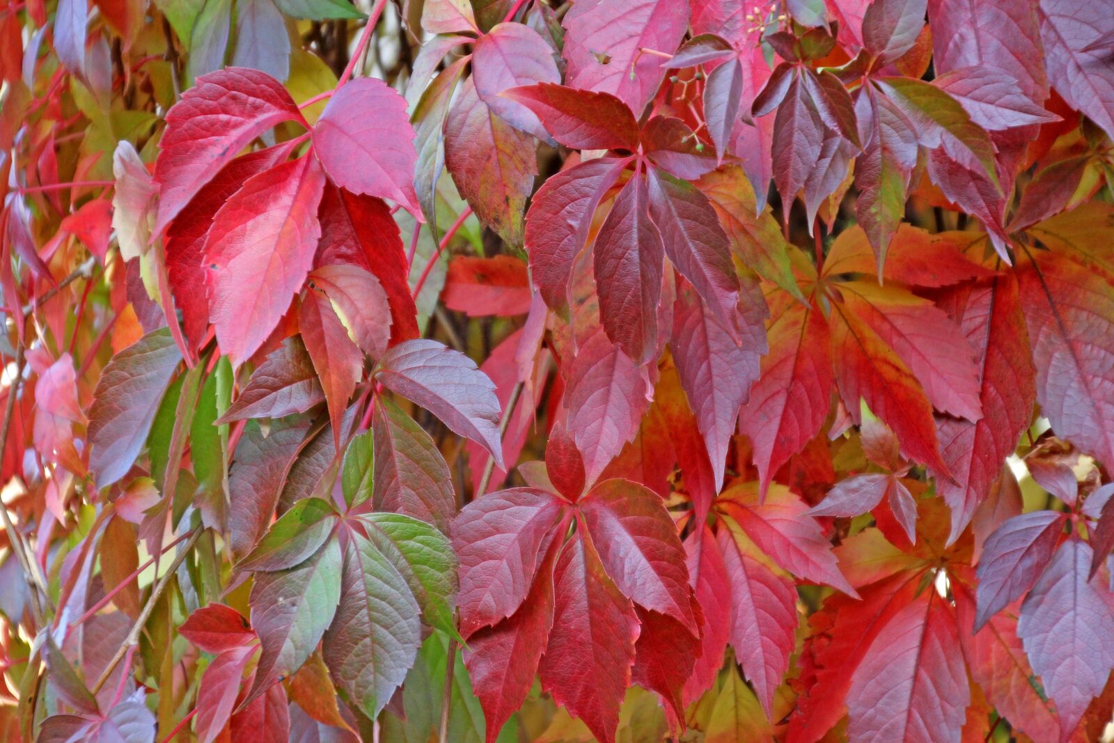 Canon EOS 60D sample photo. Autumn, leaves, nature photography