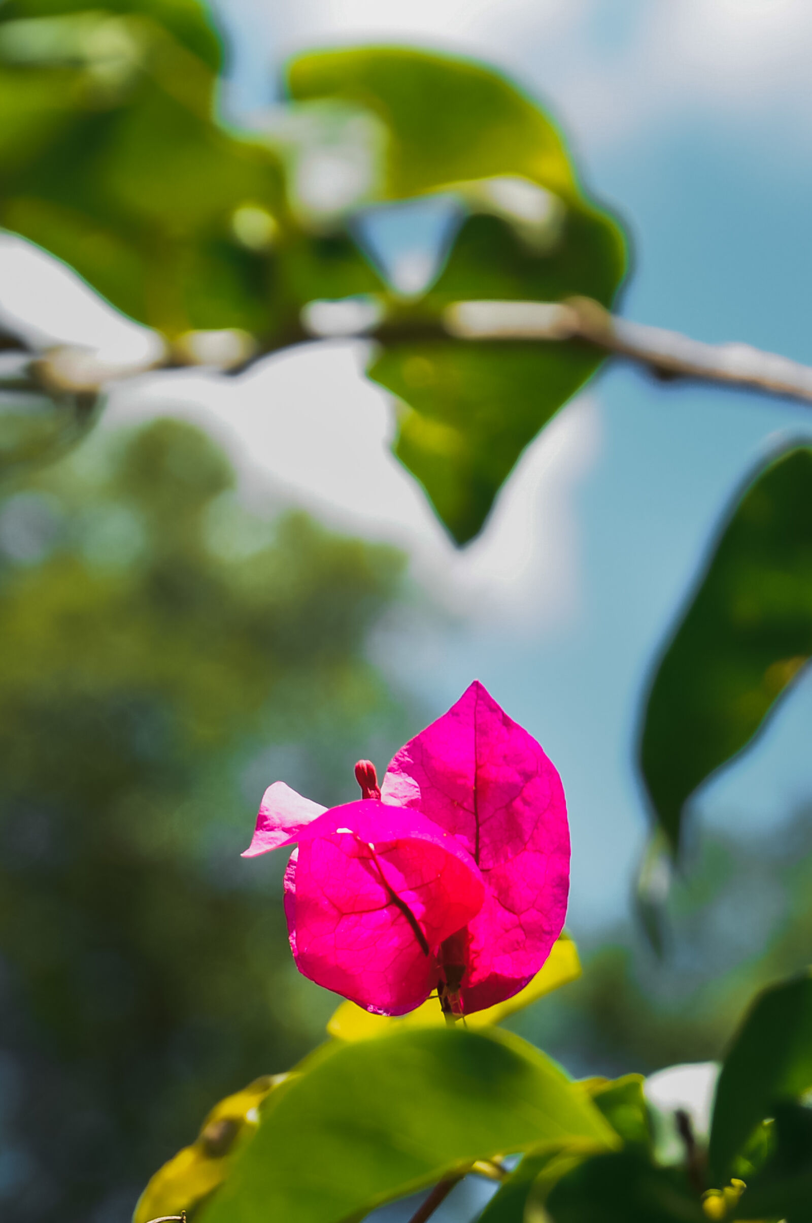 Nikon D90 sample photo. Bougainvillea glabra photography