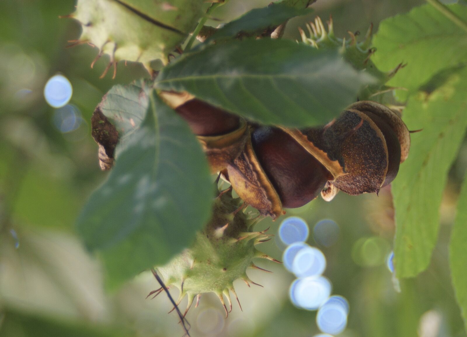 Sony SLT-A58 sample photo. Chestnut, closeup, brown photography