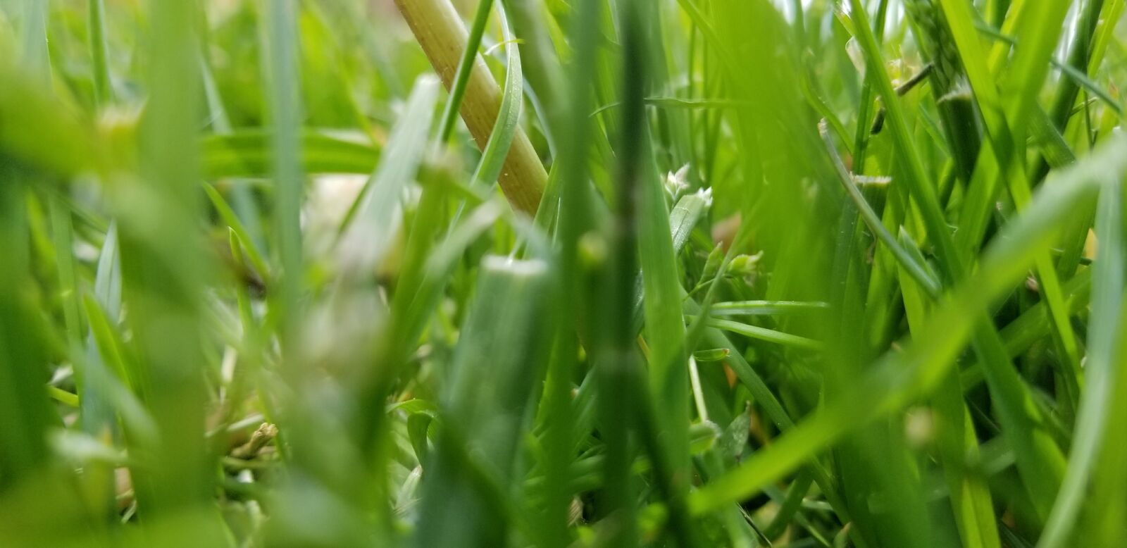 Samsung Galaxy S8 sample photo