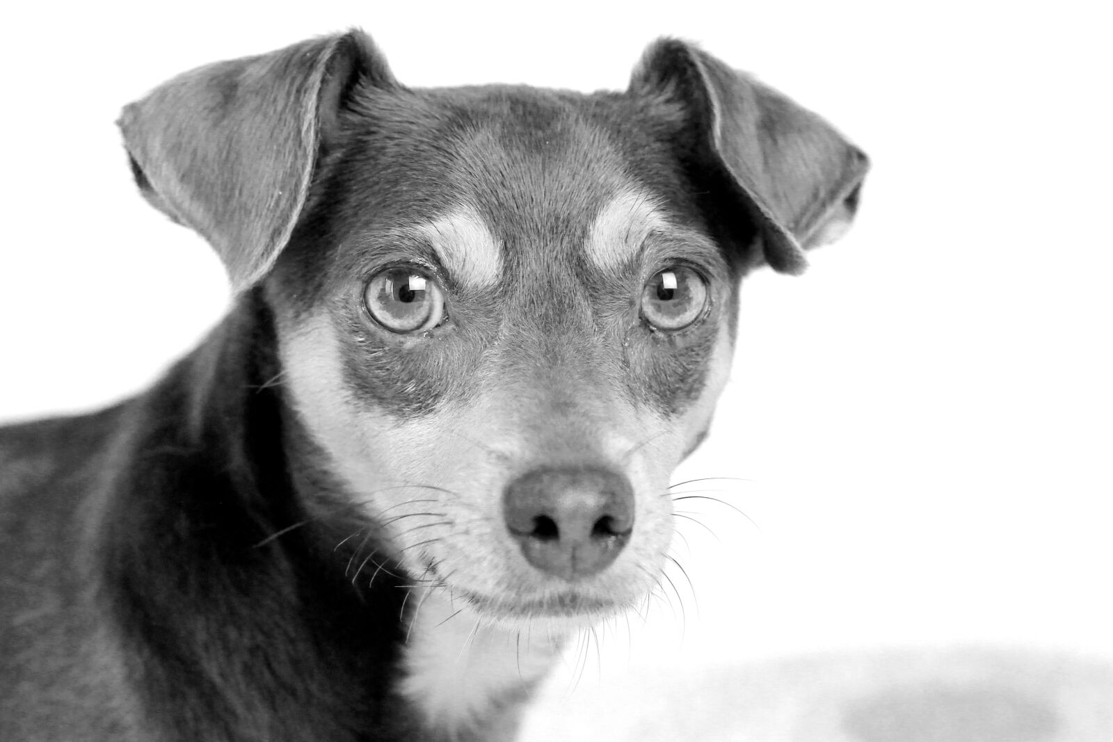 Canon EOS 60D sample photo. Dog, animal, black white photography