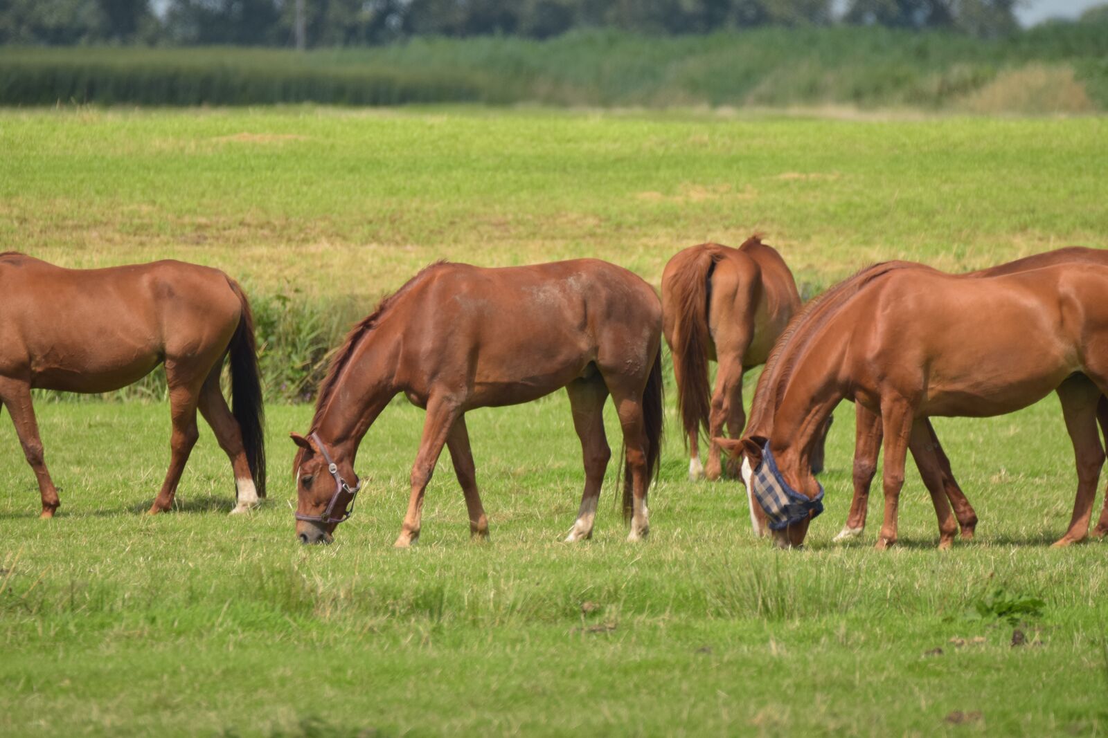 Nikon D5300 sample photo. Horses, pasture, graze photography