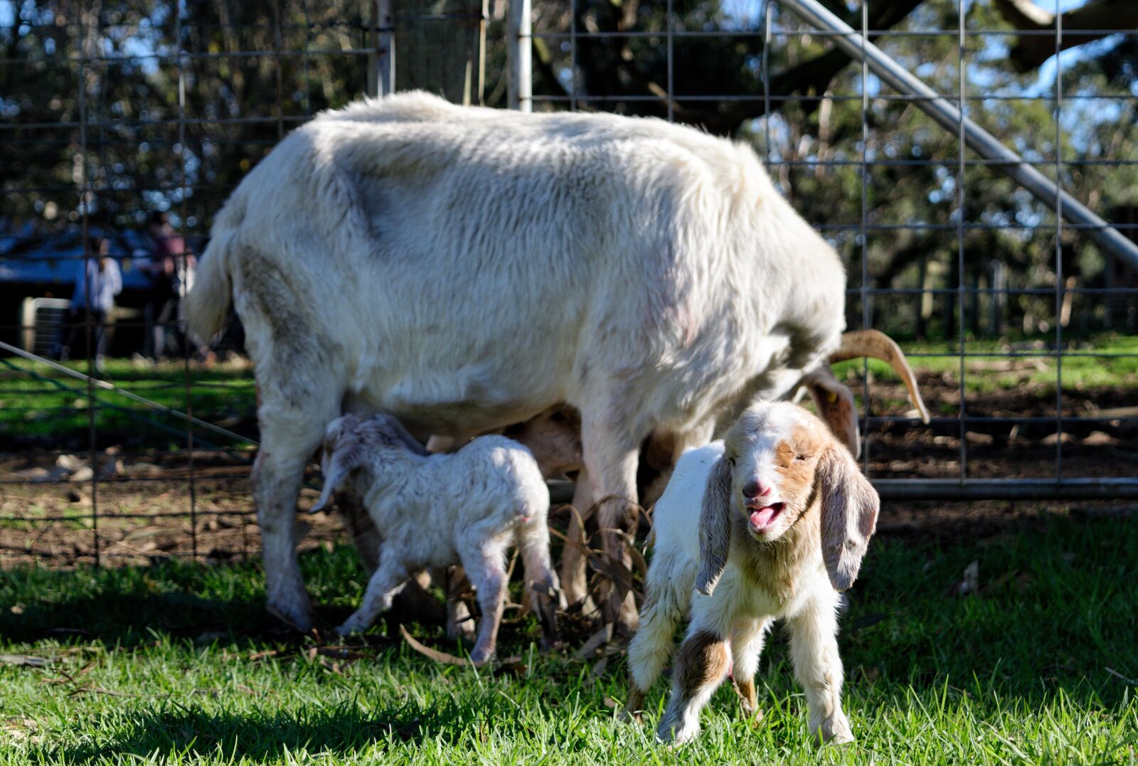 Nikon D3300 sample photo. Goats, kids, newborn photography