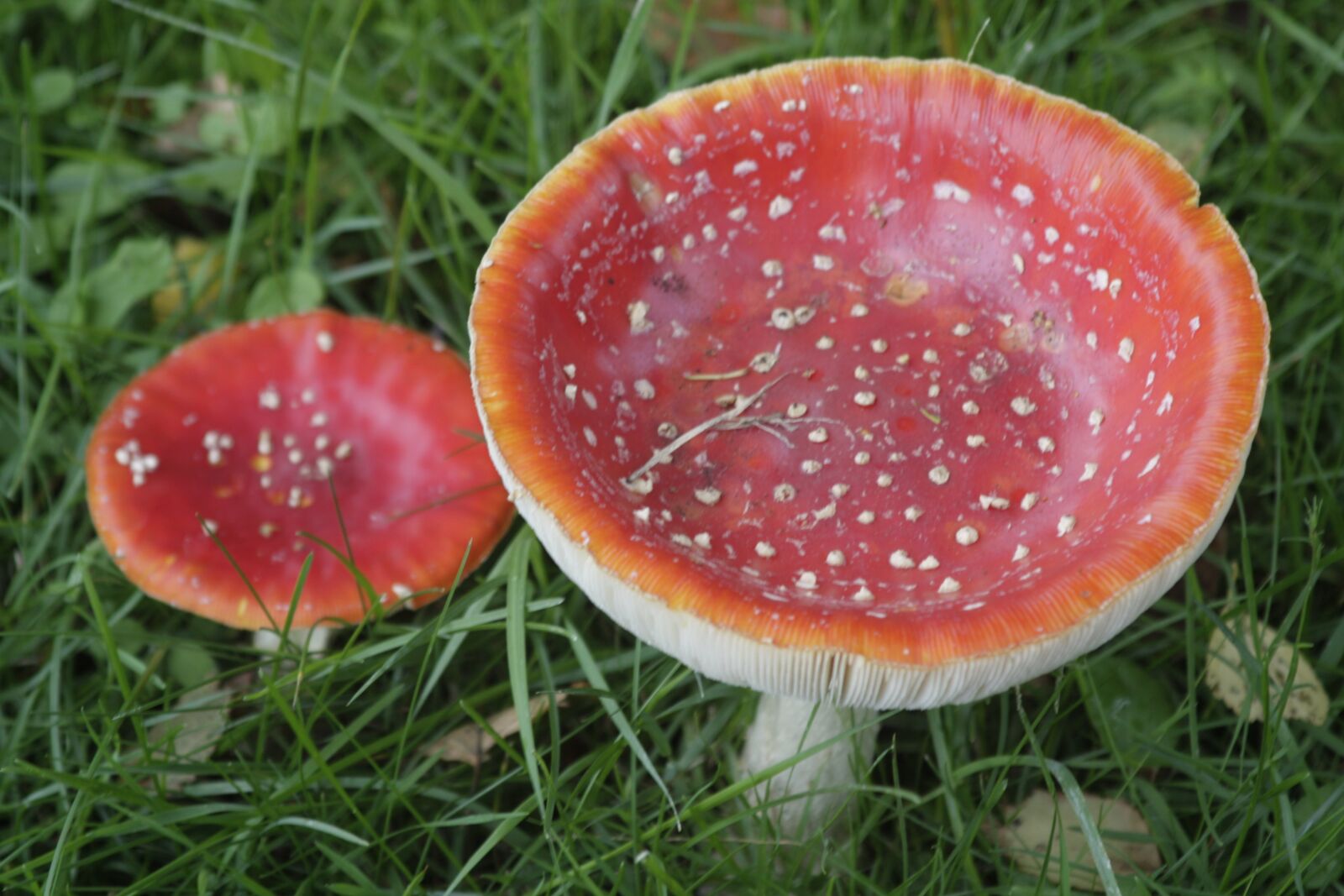 Canon EOS 450D (EOS Rebel XSi / EOS Kiss X2) sample photo. Fly agaric, mushrooms, red photography