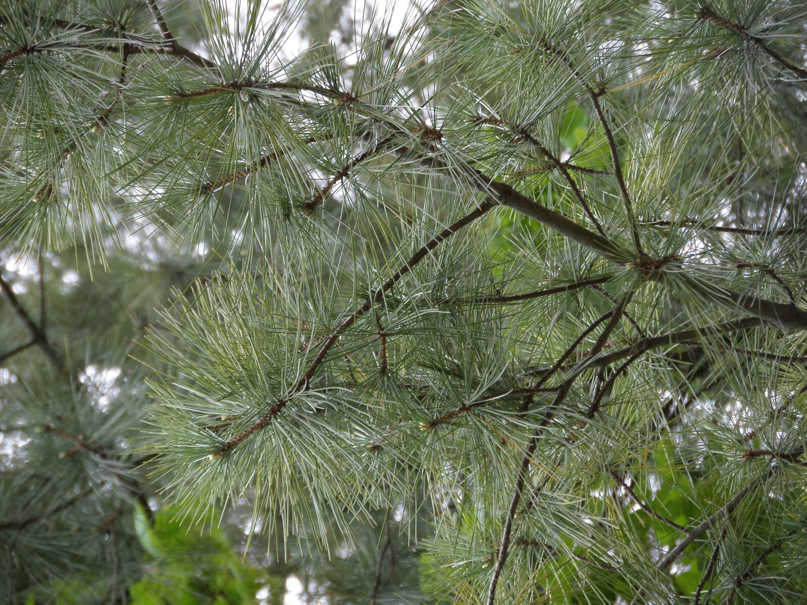 Samsung WB200F/WB201F/WB202F sample photo. Tree, nature, pine photography