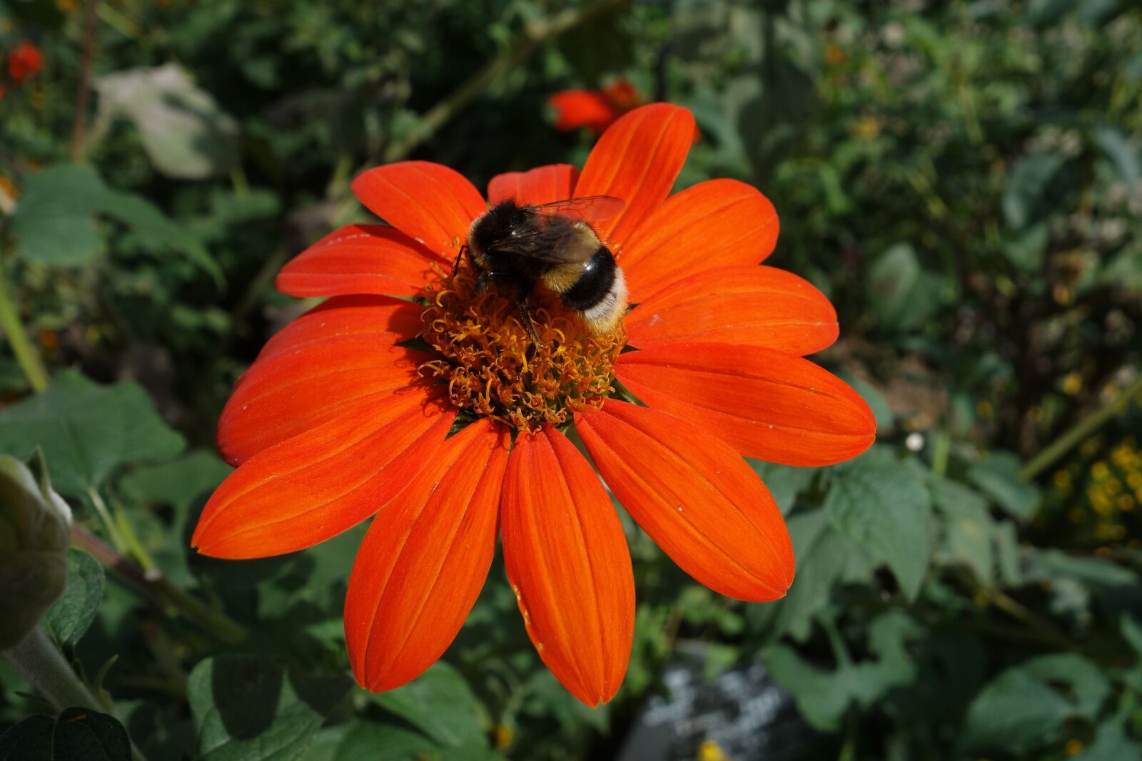 Sony Cyber-shot DSC-RX100 sample photo. Garden, bee, coneflower photography