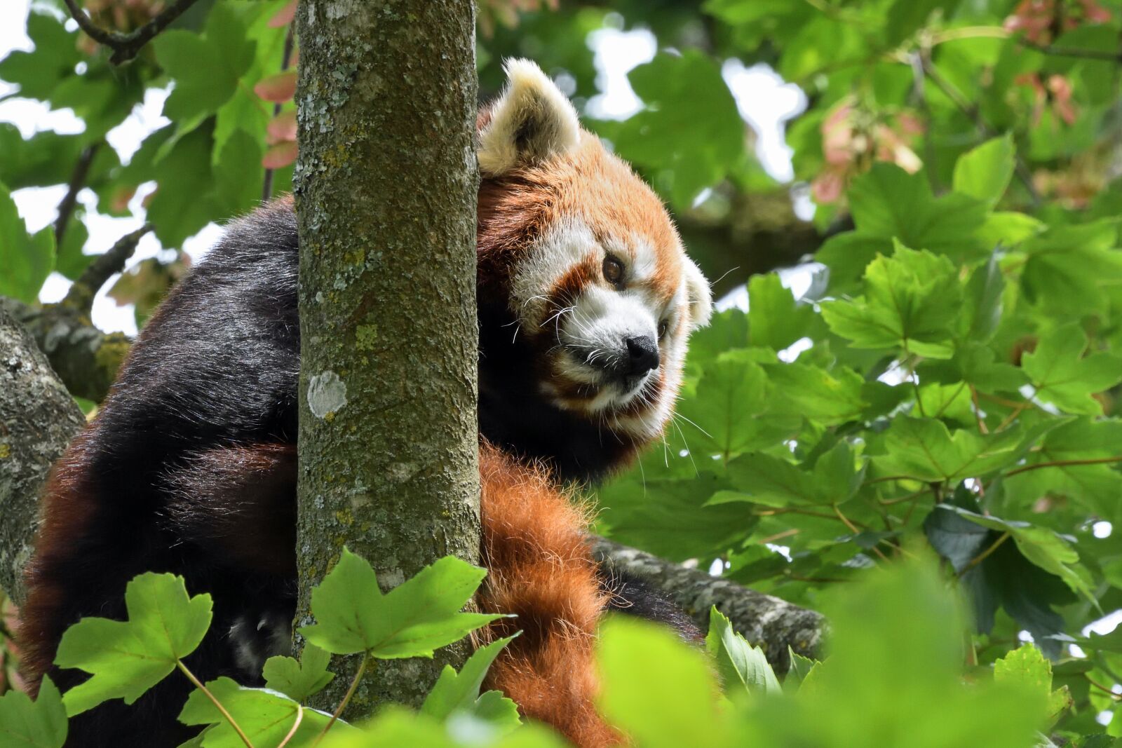 Nikon D500 sample photo. Panda, roux, tree photography