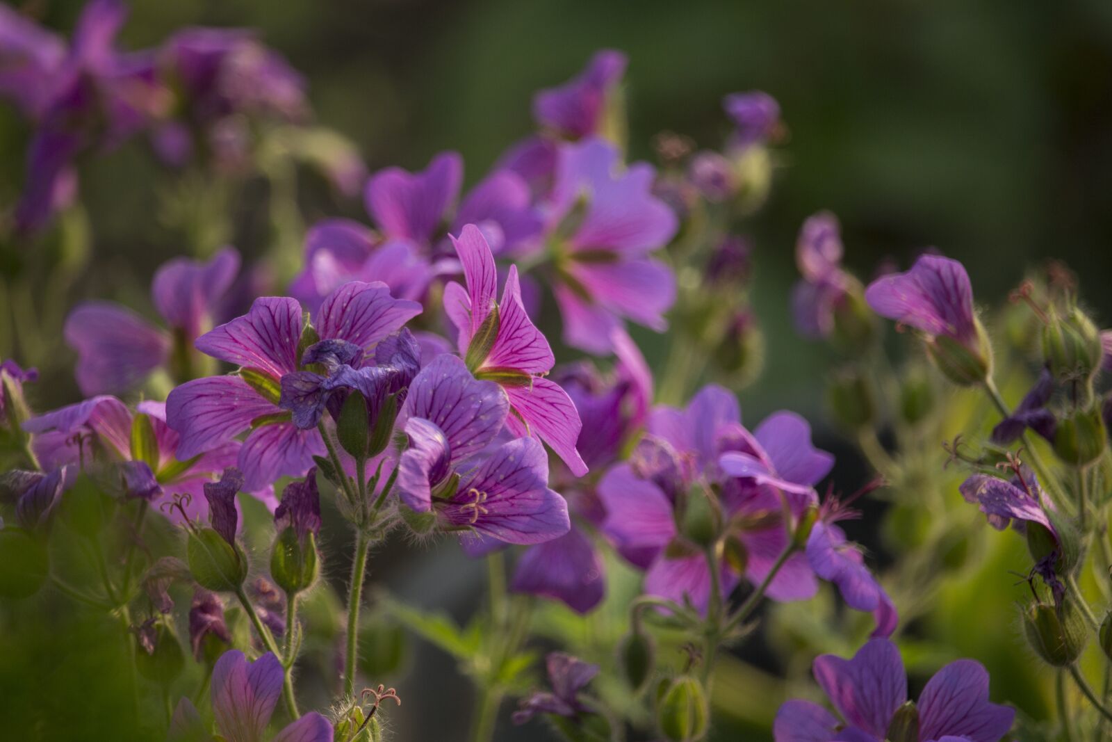 Canon EOS 700D (EOS Rebel T5i / EOS Kiss X7i) sample photo. Violet, flowers, purple flowers photography